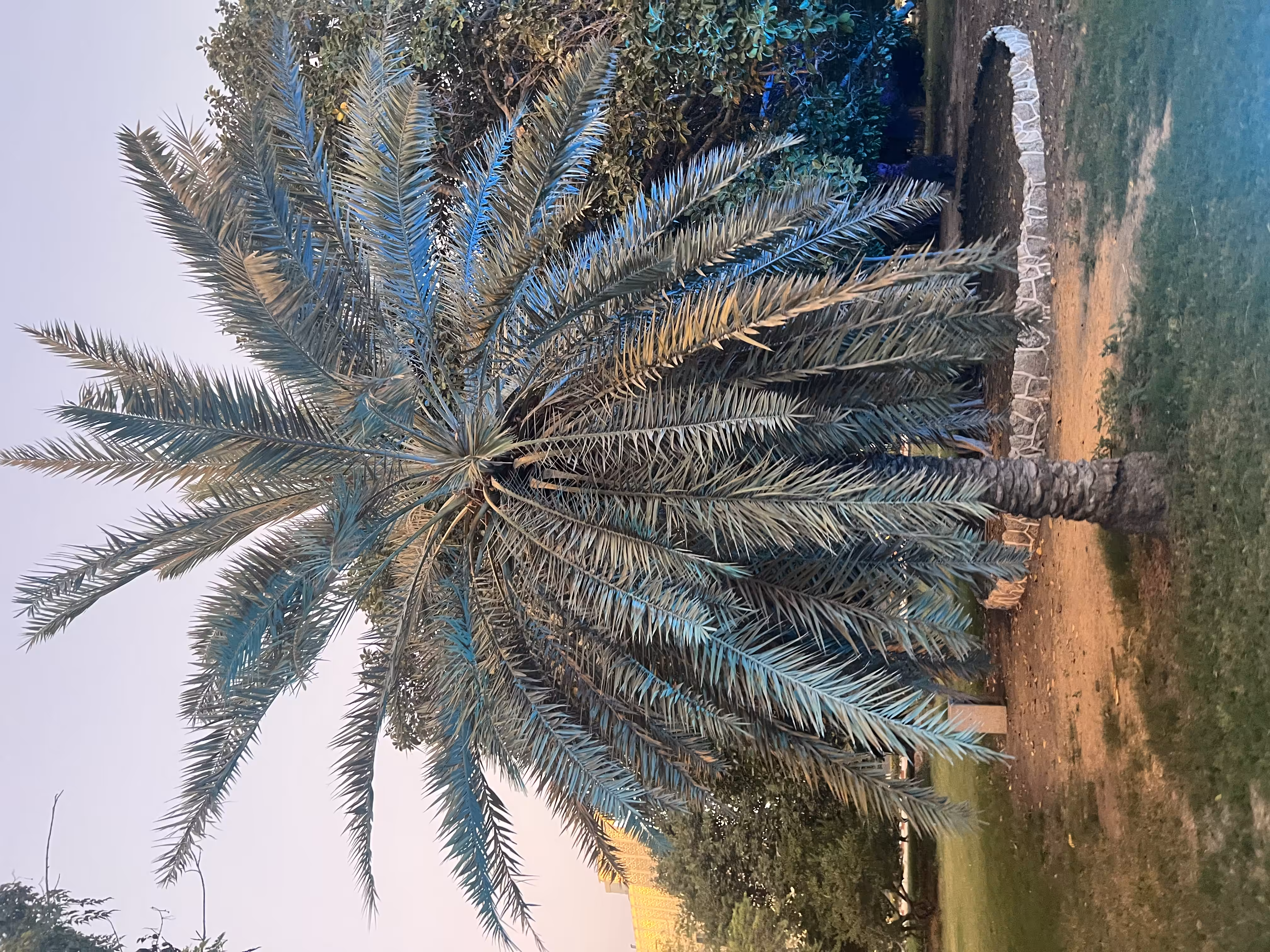 Date palm
