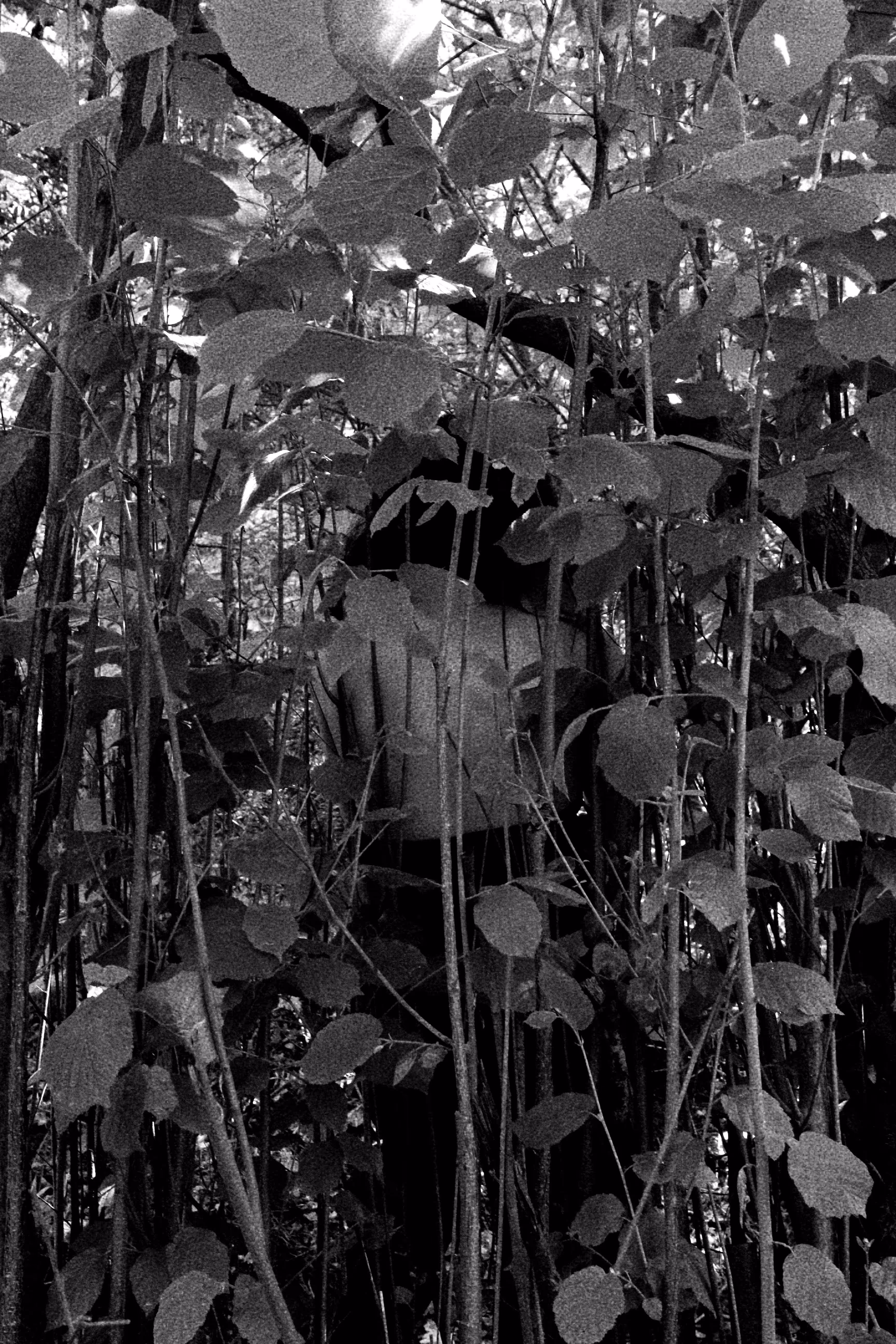 Hideout #3