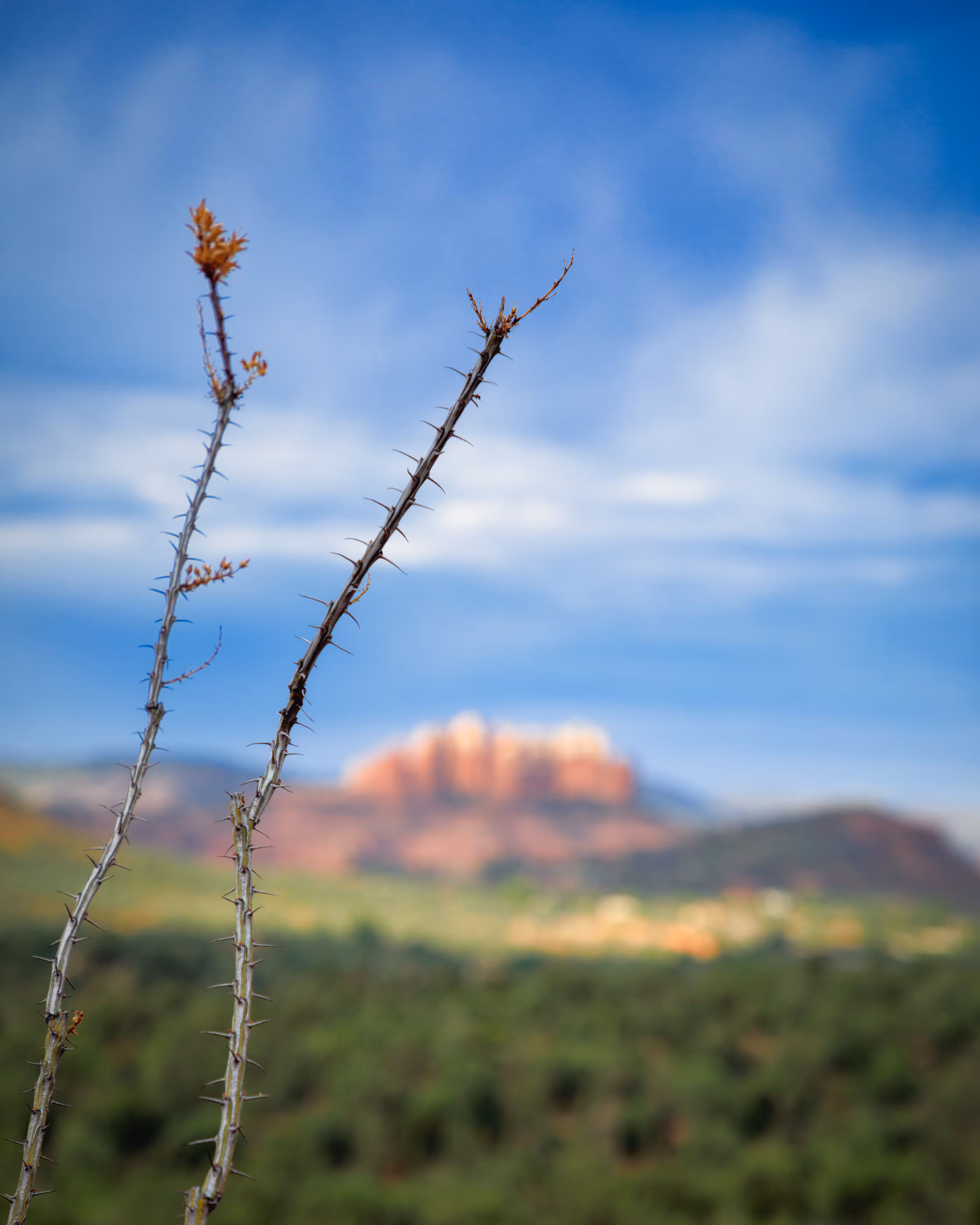 Ocotillo I