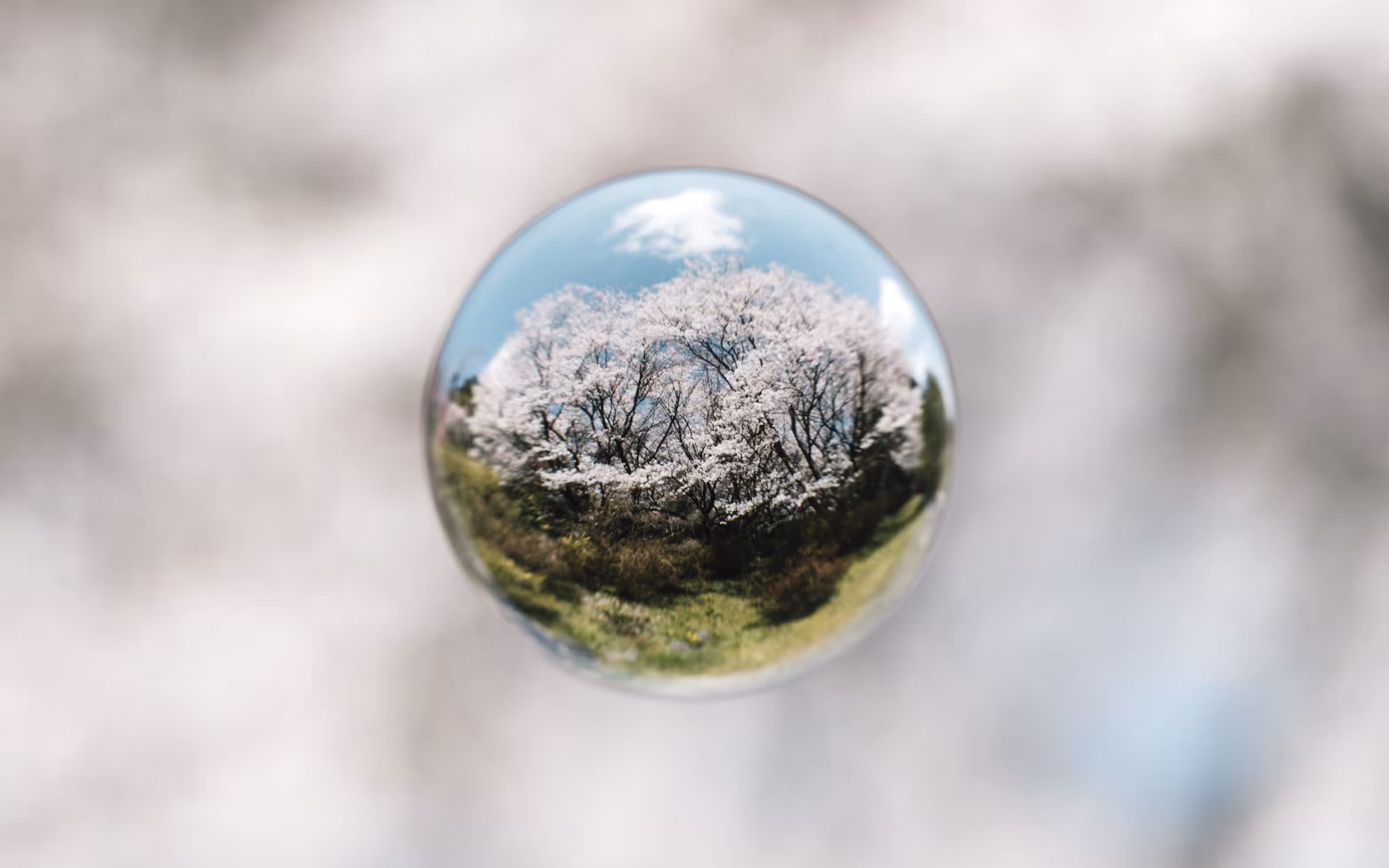 Cherry Blossom Sphere #4