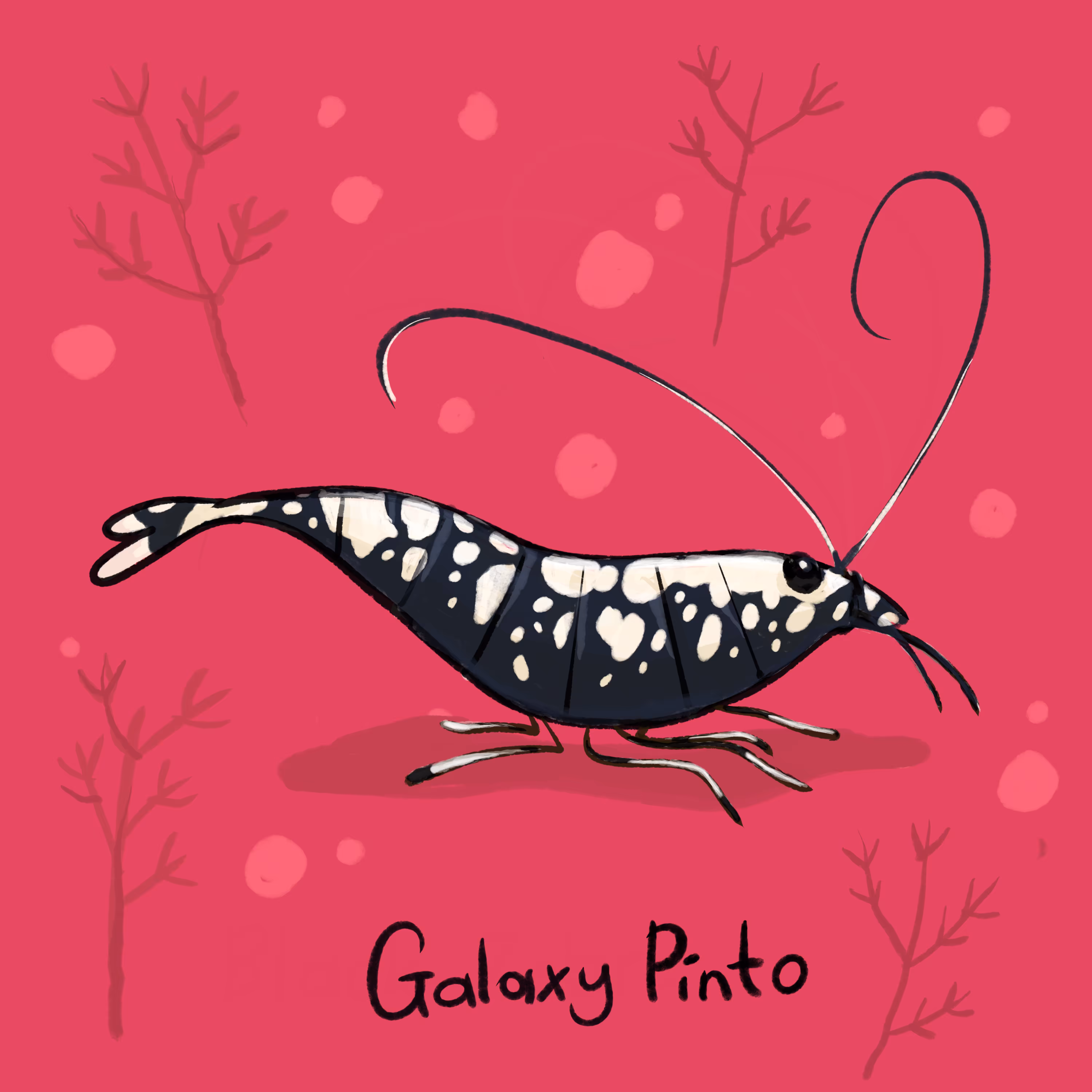 Galaxy Pinto