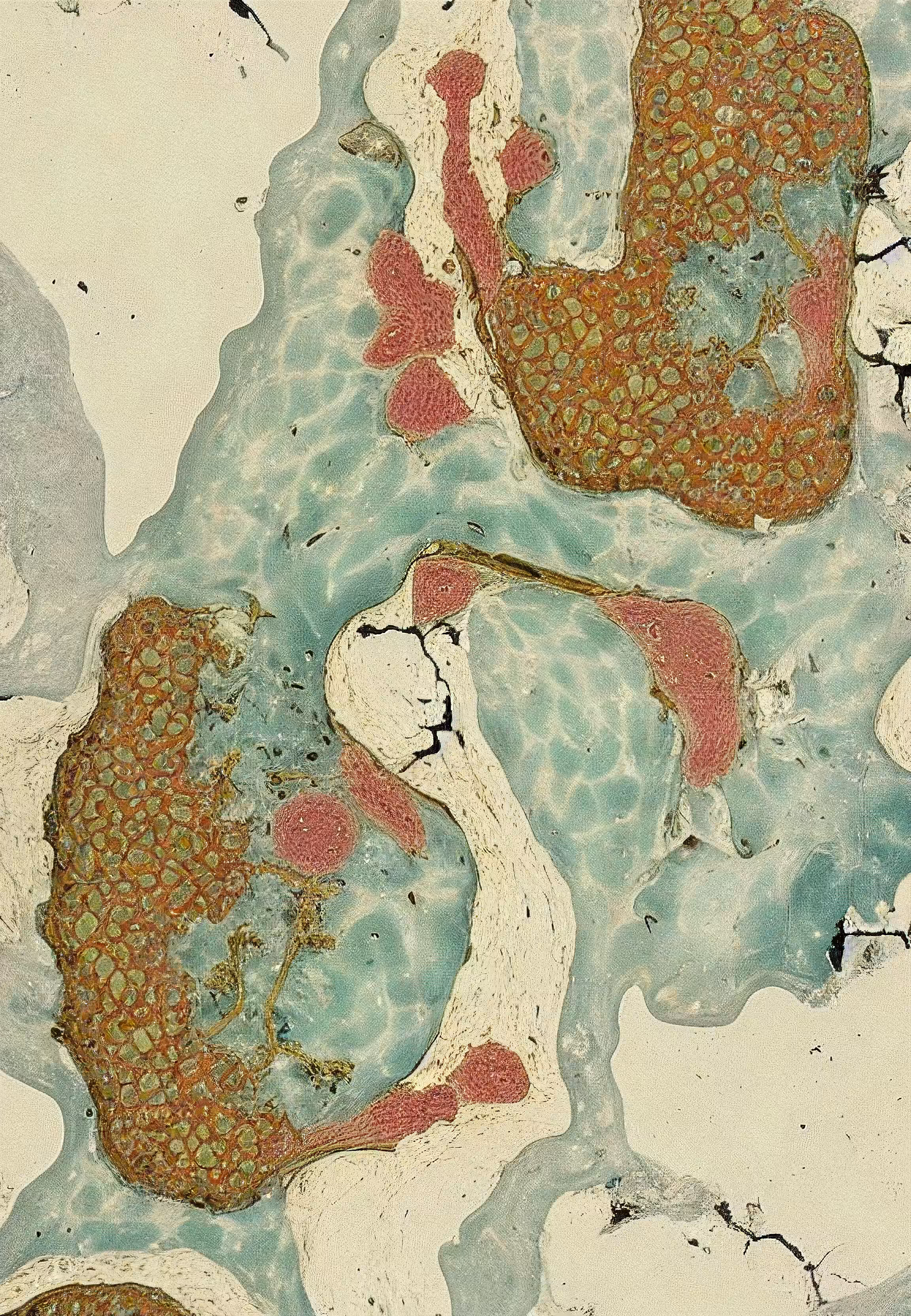 Histologia In Silico #237