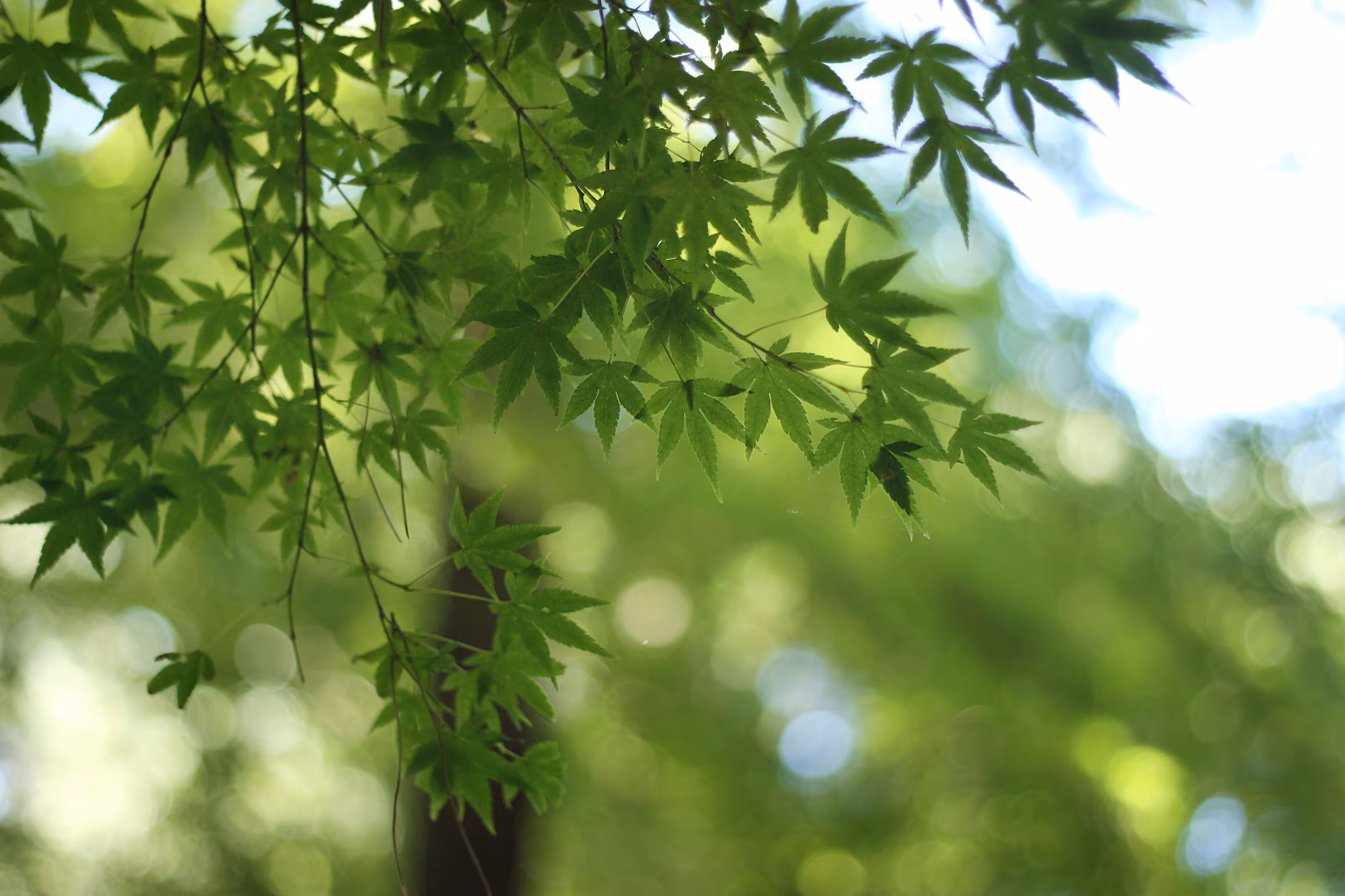 Green momiji 