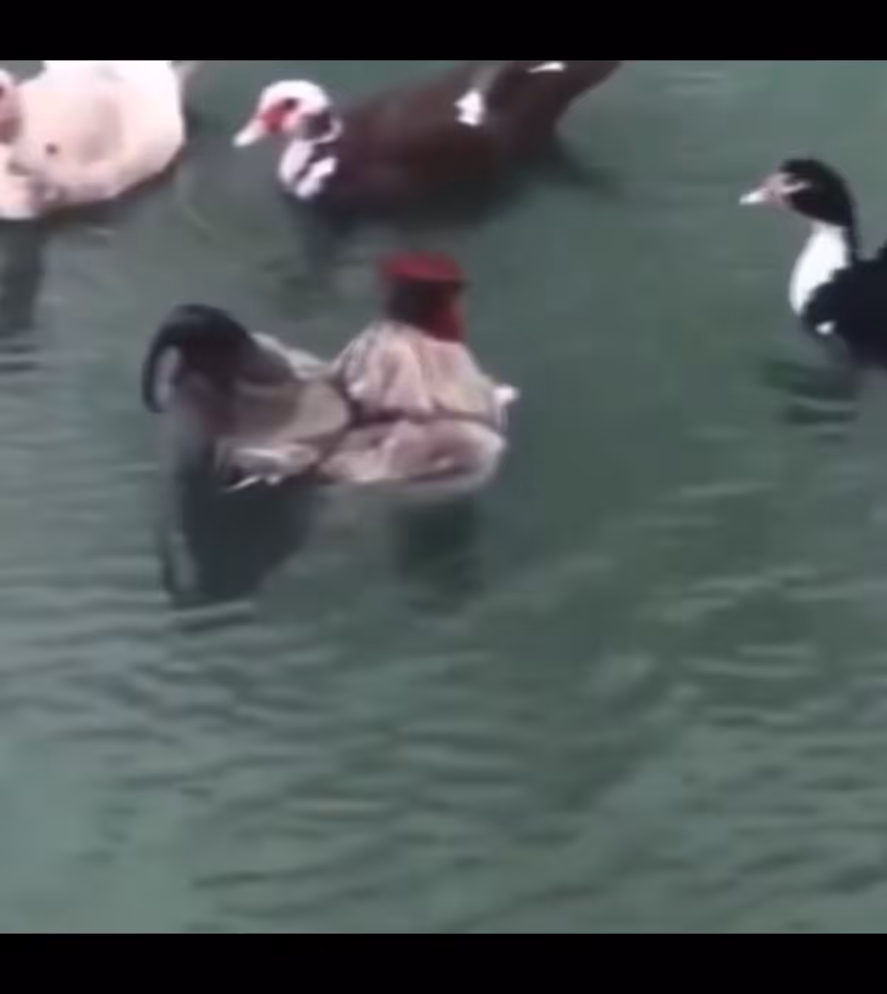 cock fight