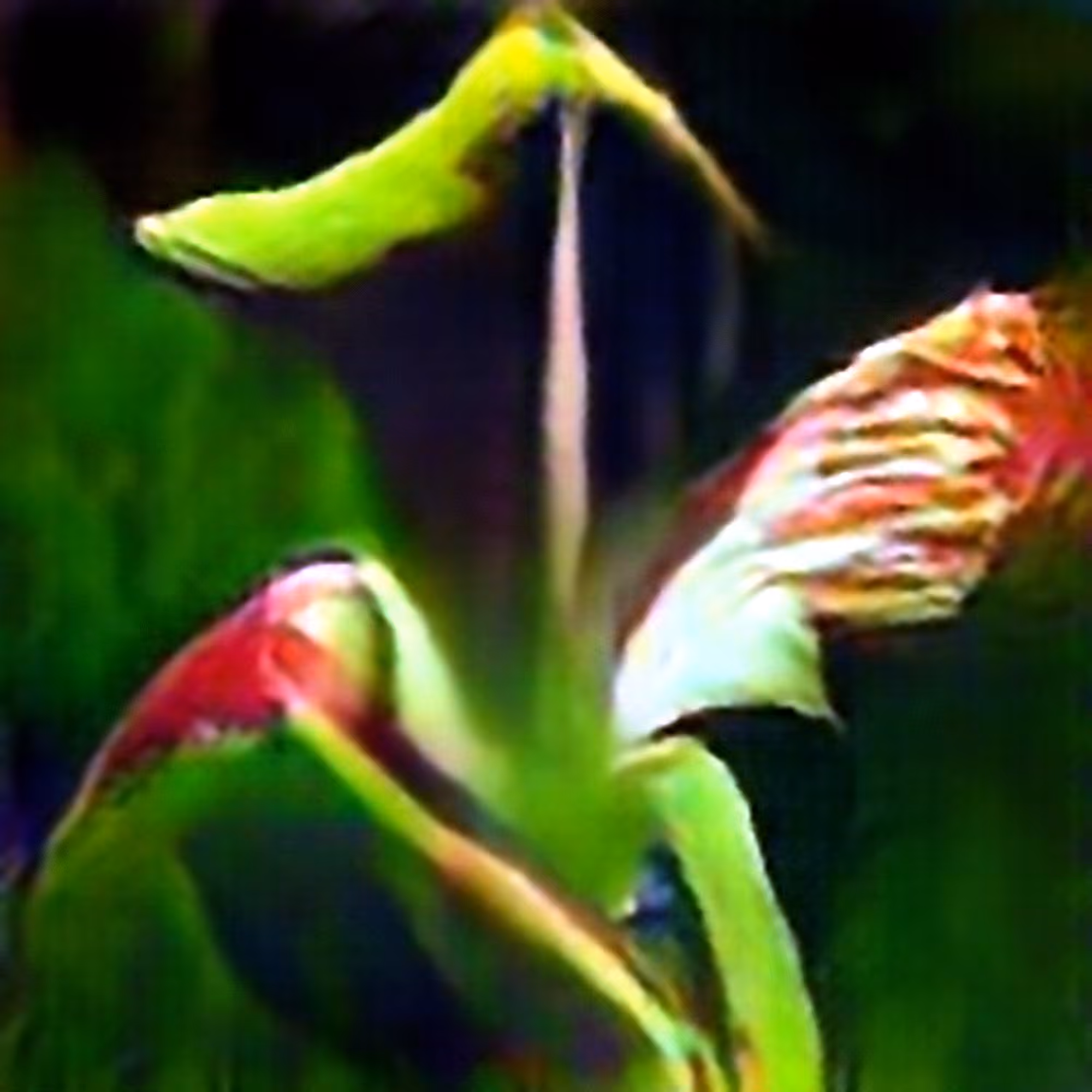 Alabama Canebrake Pitcher Plant #1 (Corpus: American Predators)