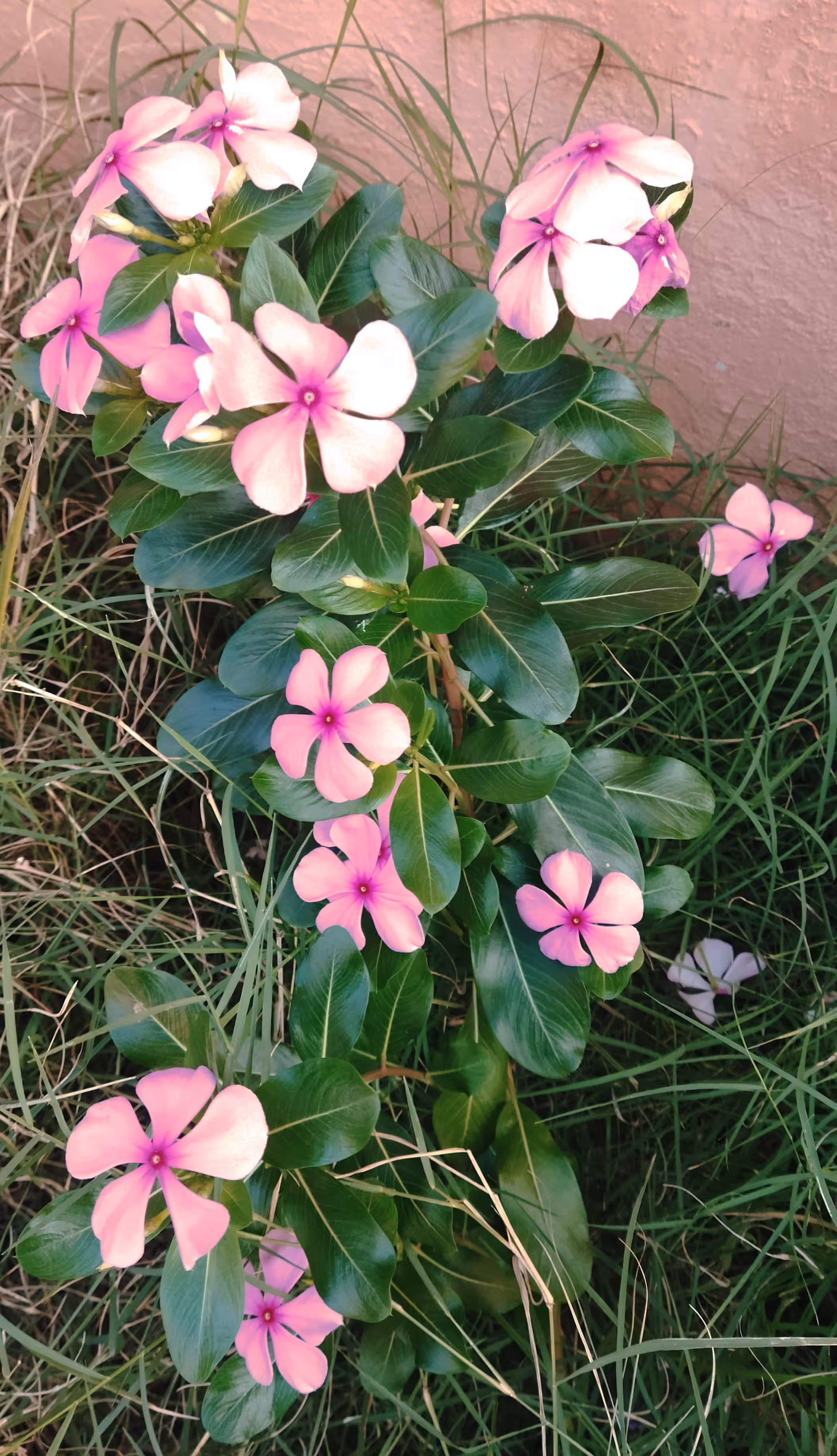 Meet The Periwinkles 