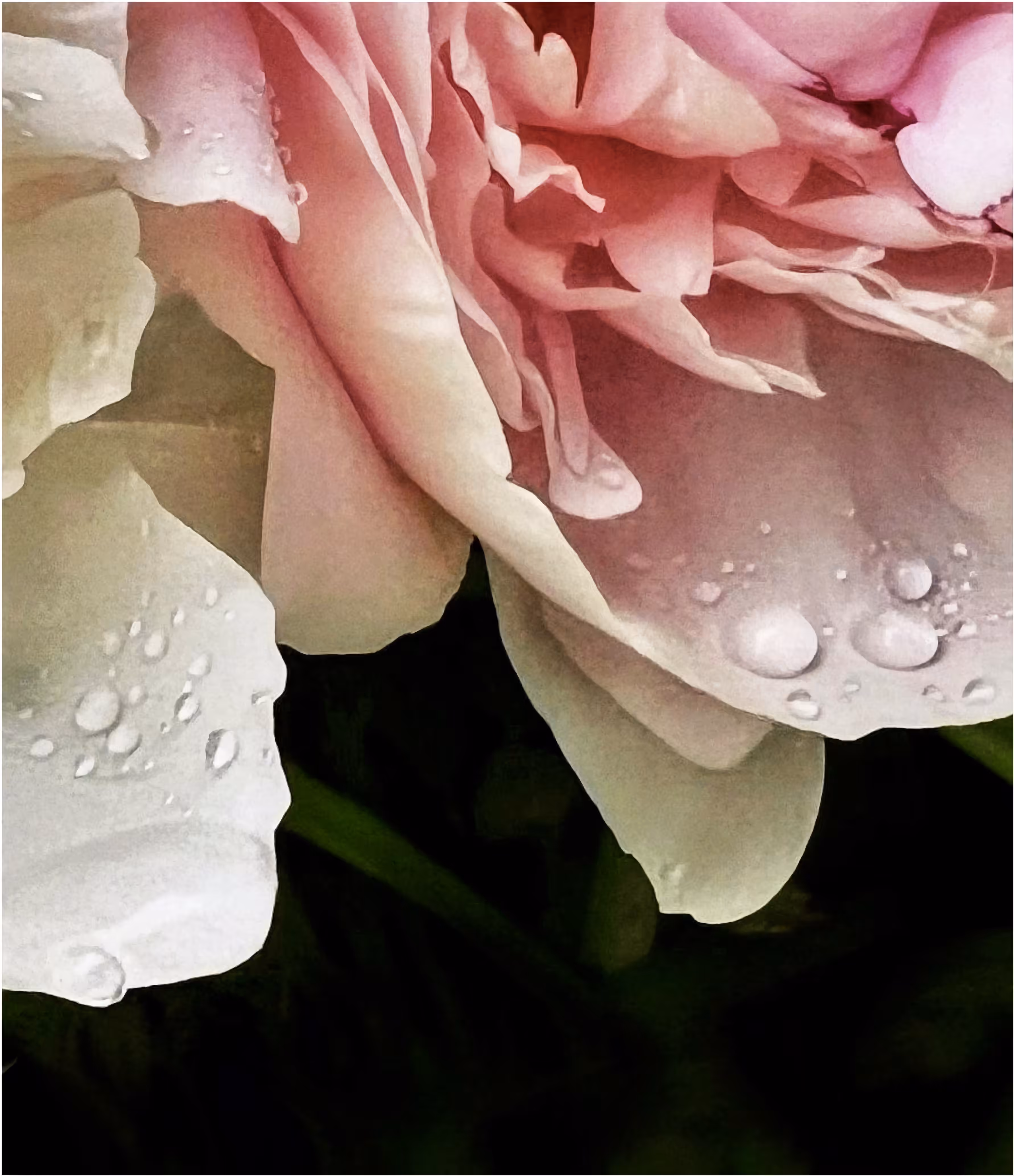 Dew Drops