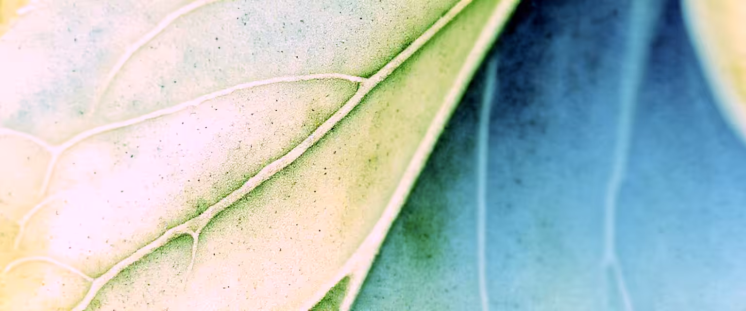 Breath of Leaf