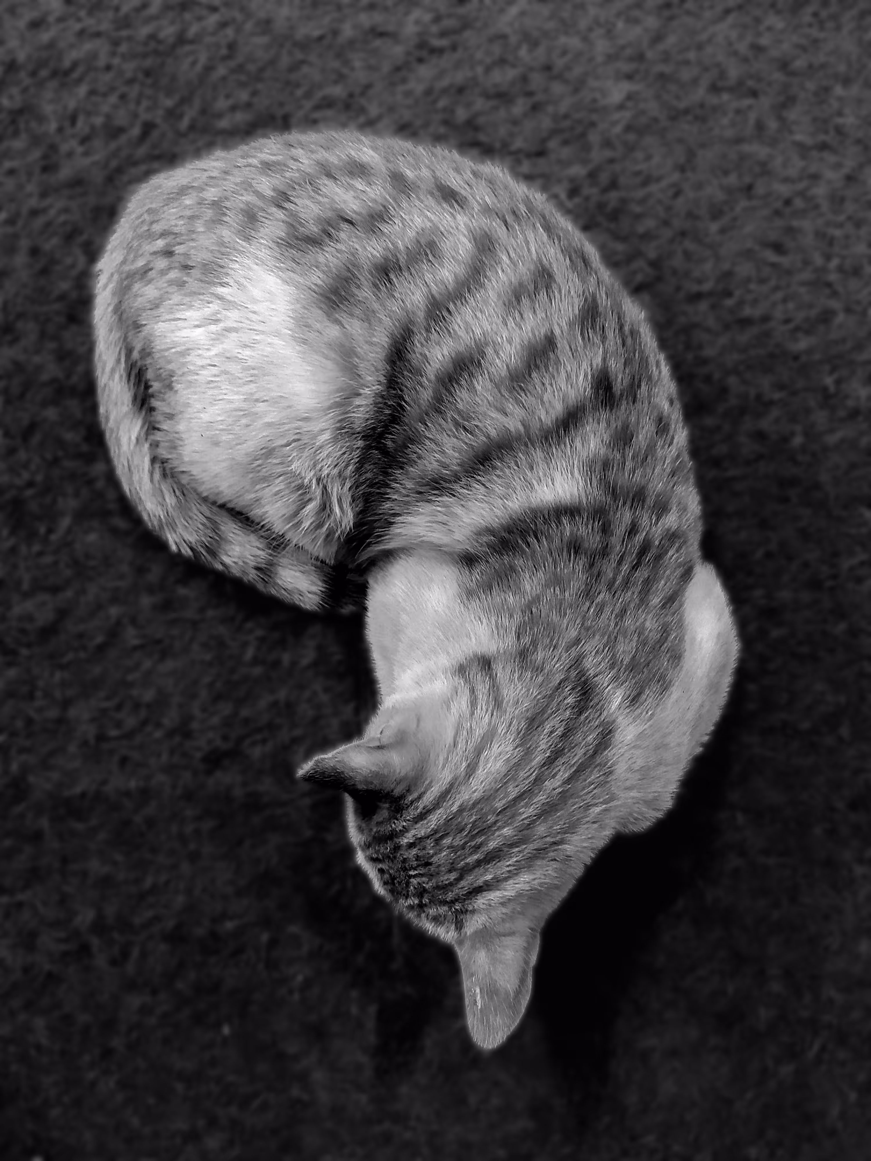 The Happy Valley: Comma Cat