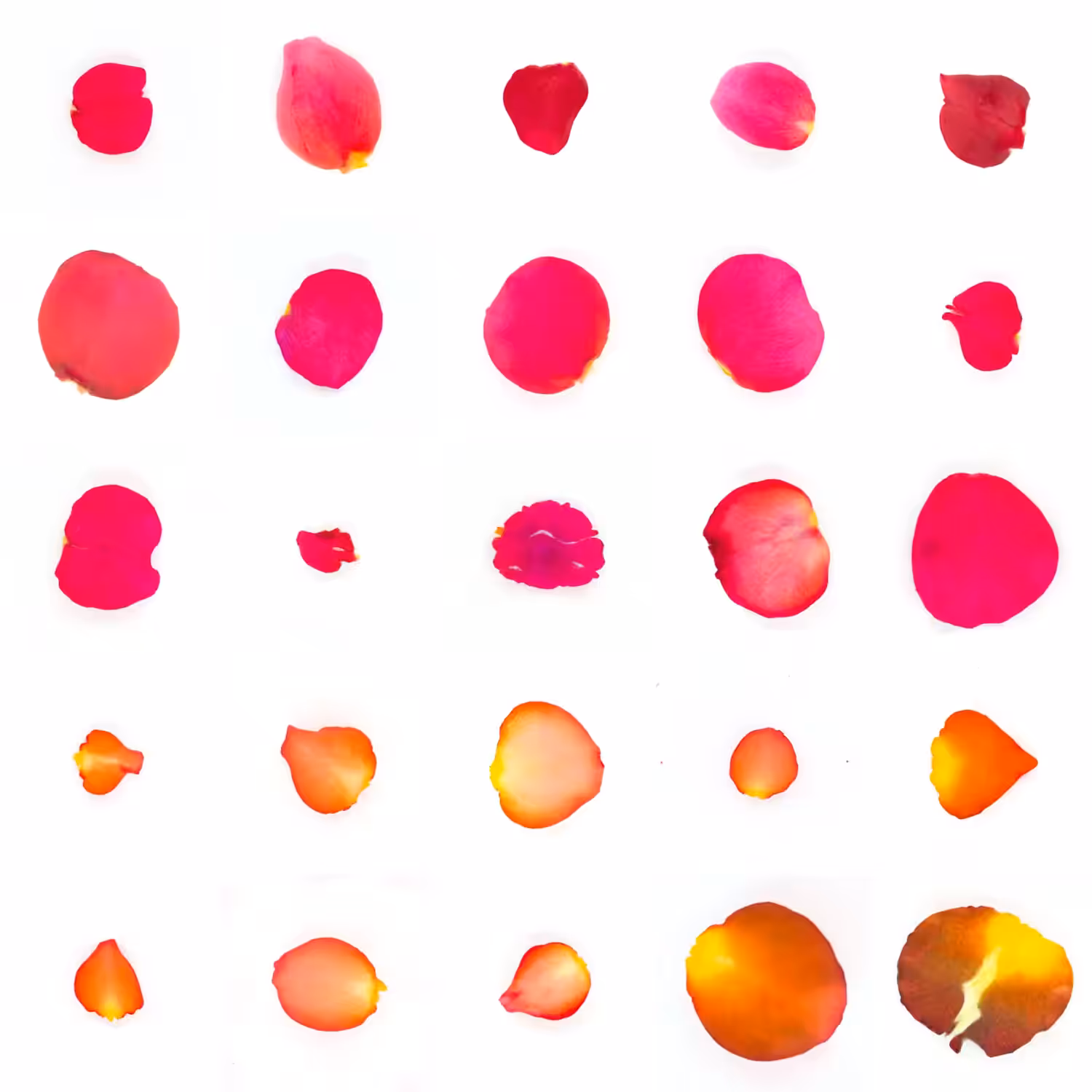 Infinite Petals 5x5#21279