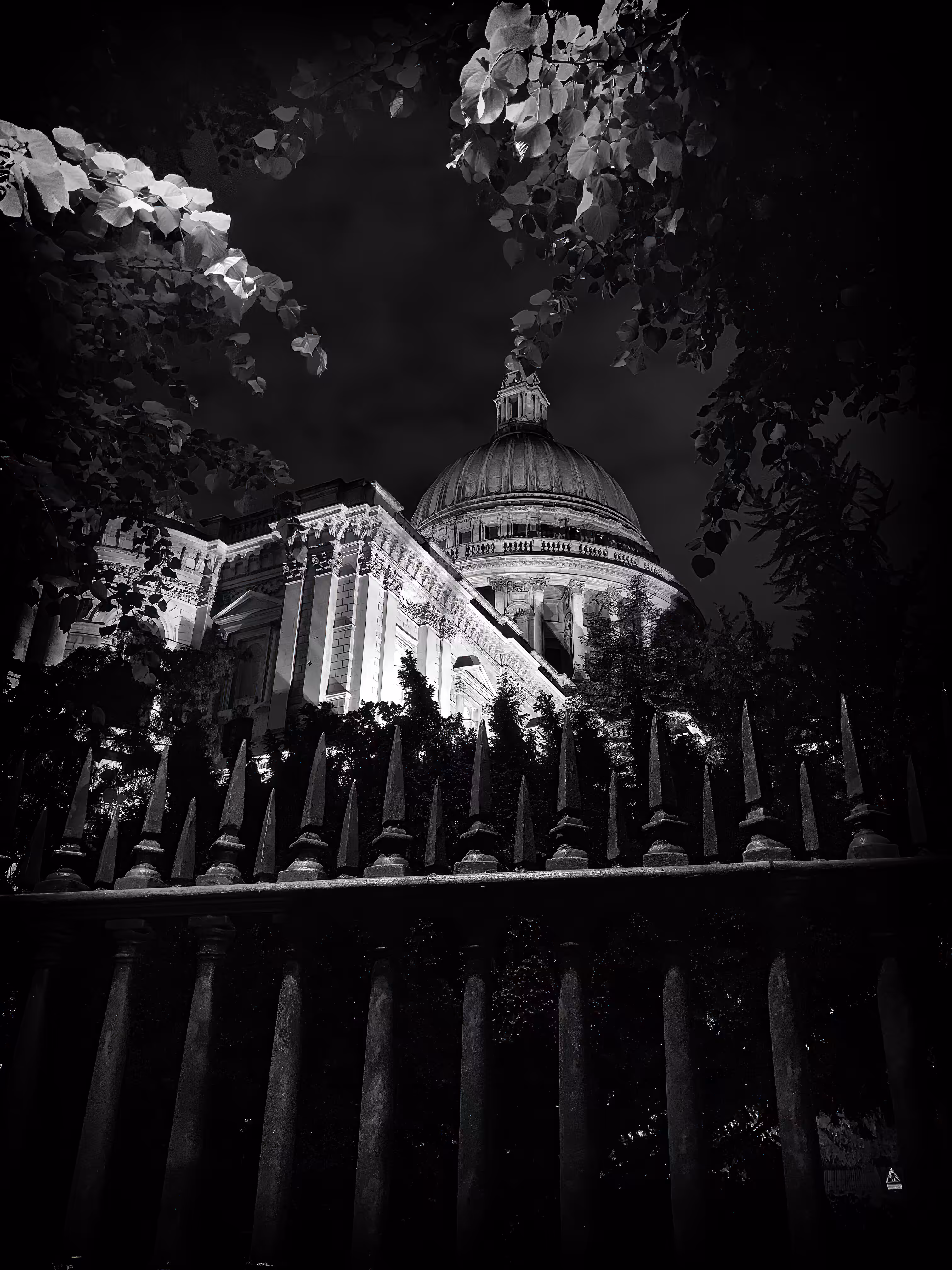 Trees of St. Paul's Cathedral