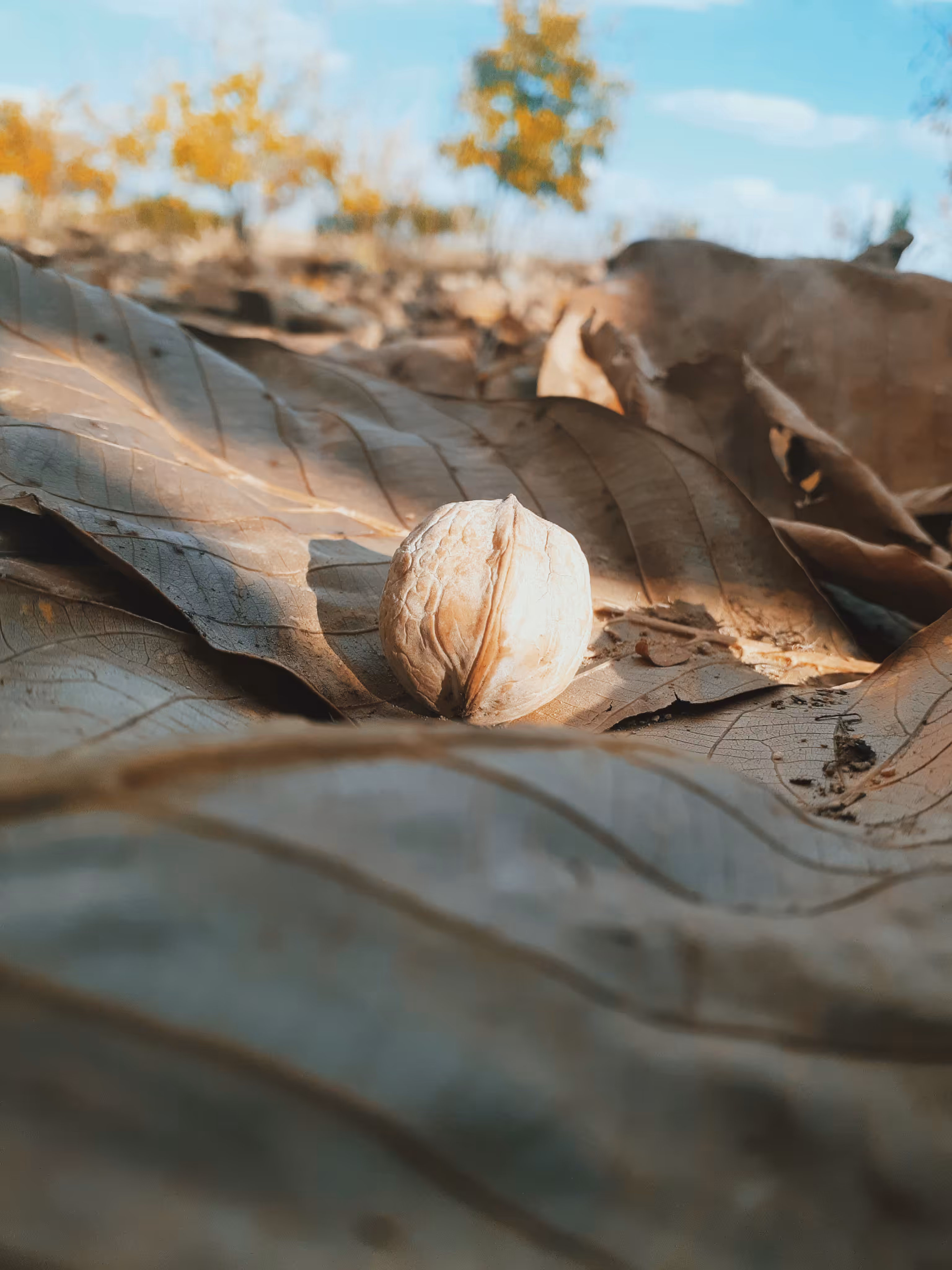 little walnut