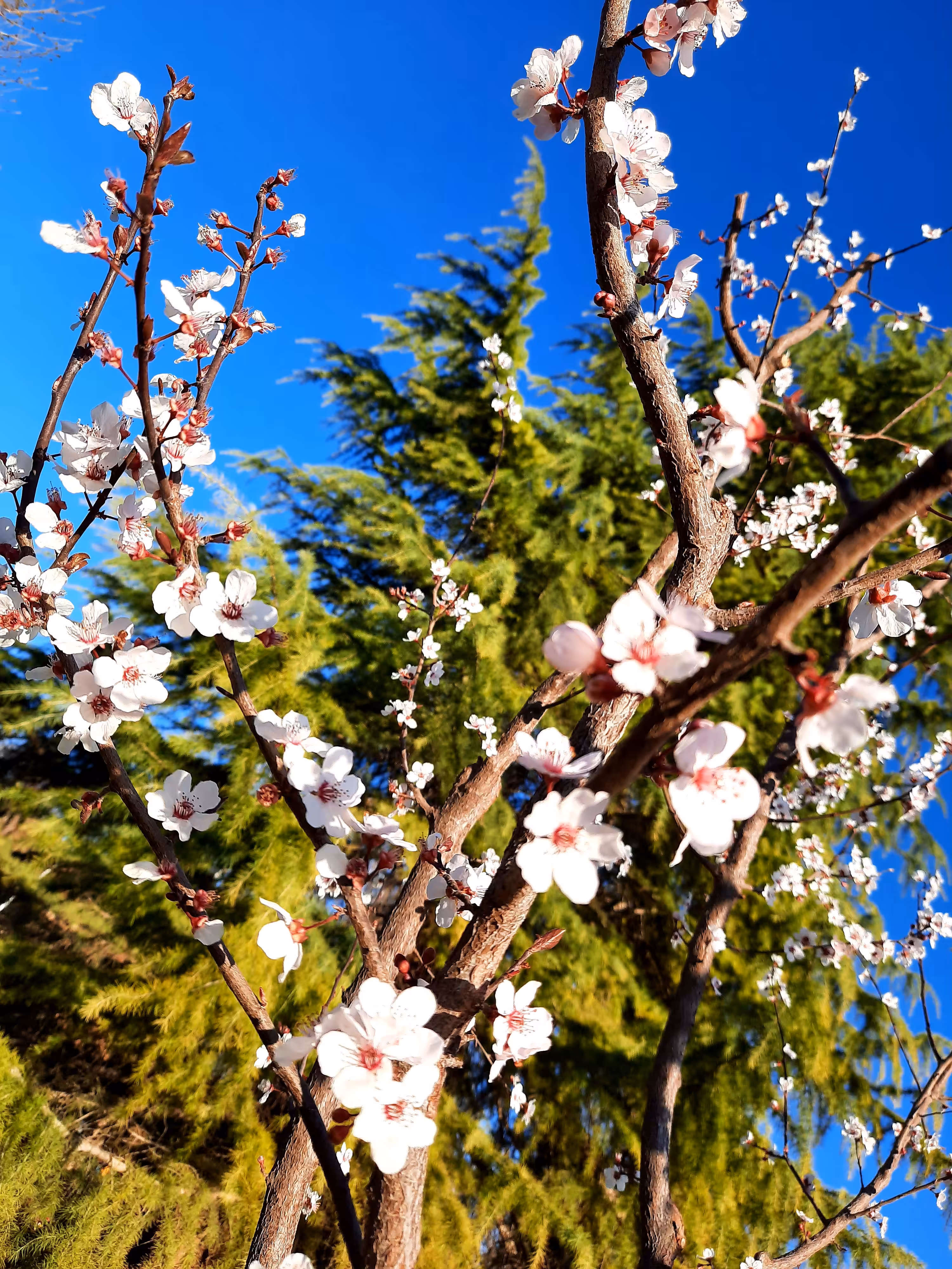 coming of spring