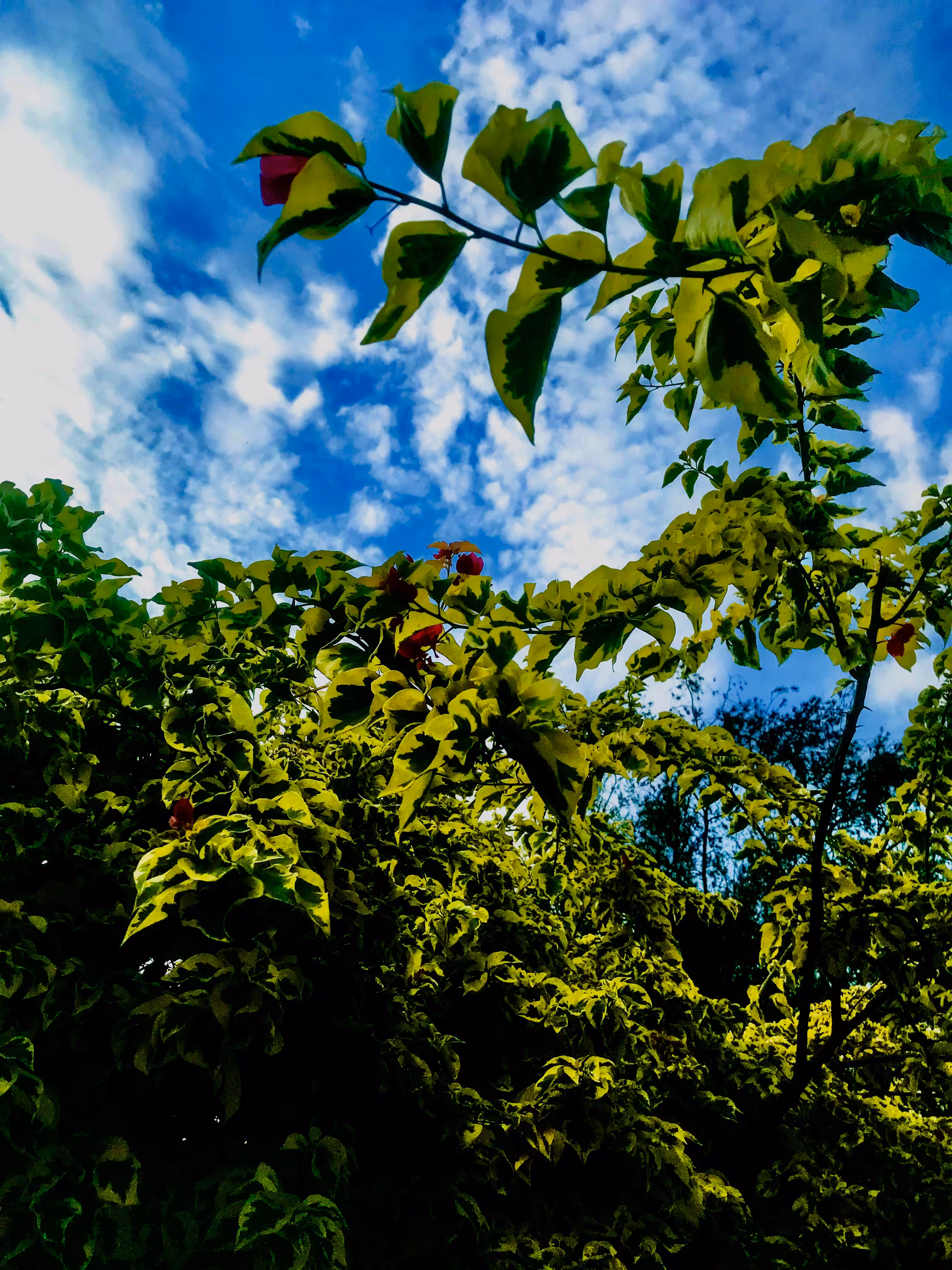 NATURE’S SECRET