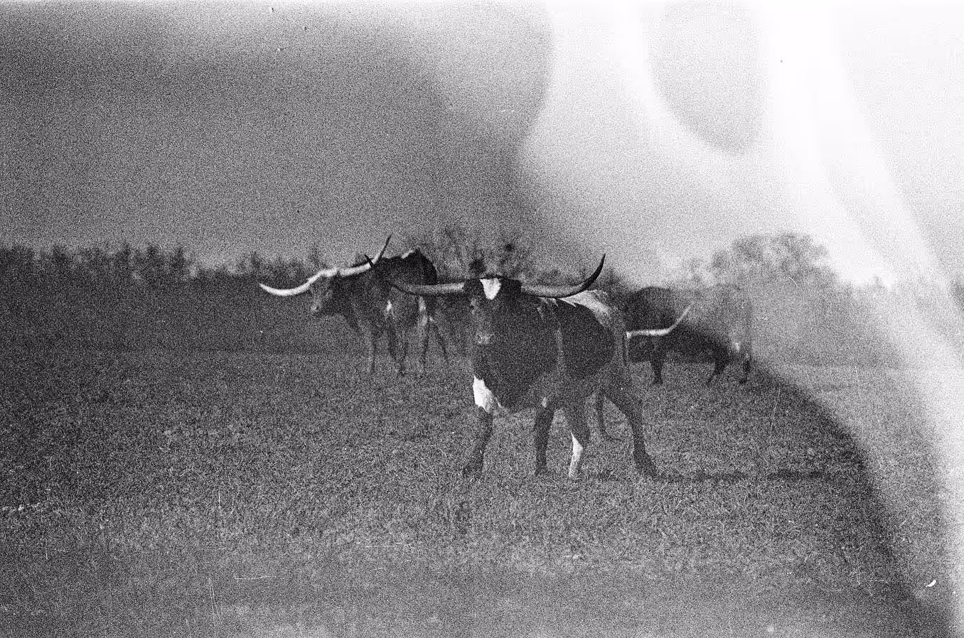 Running of the Longhorns
