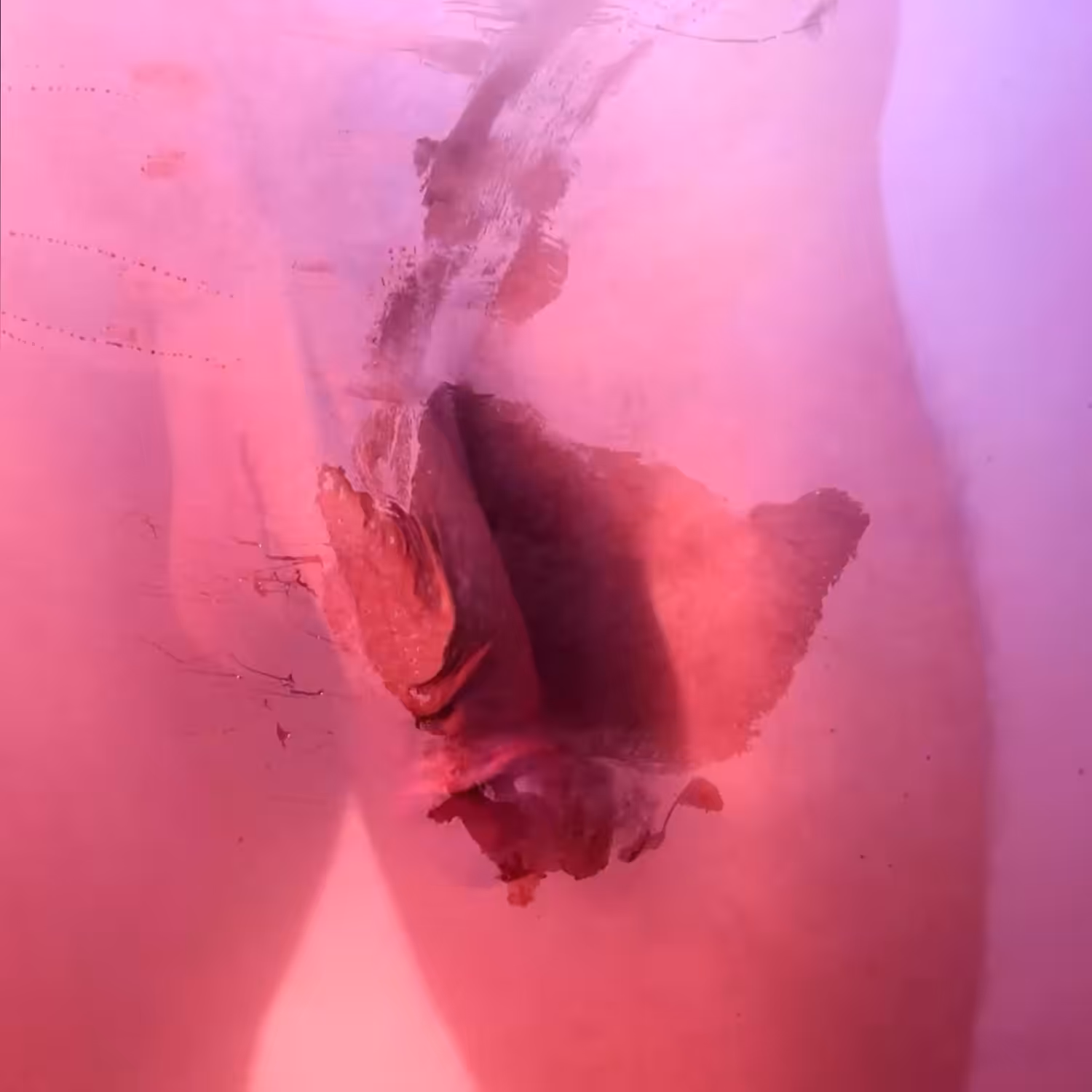 Kevin WIllis & Simon Haas : D.O.G. (Dick On Glass)