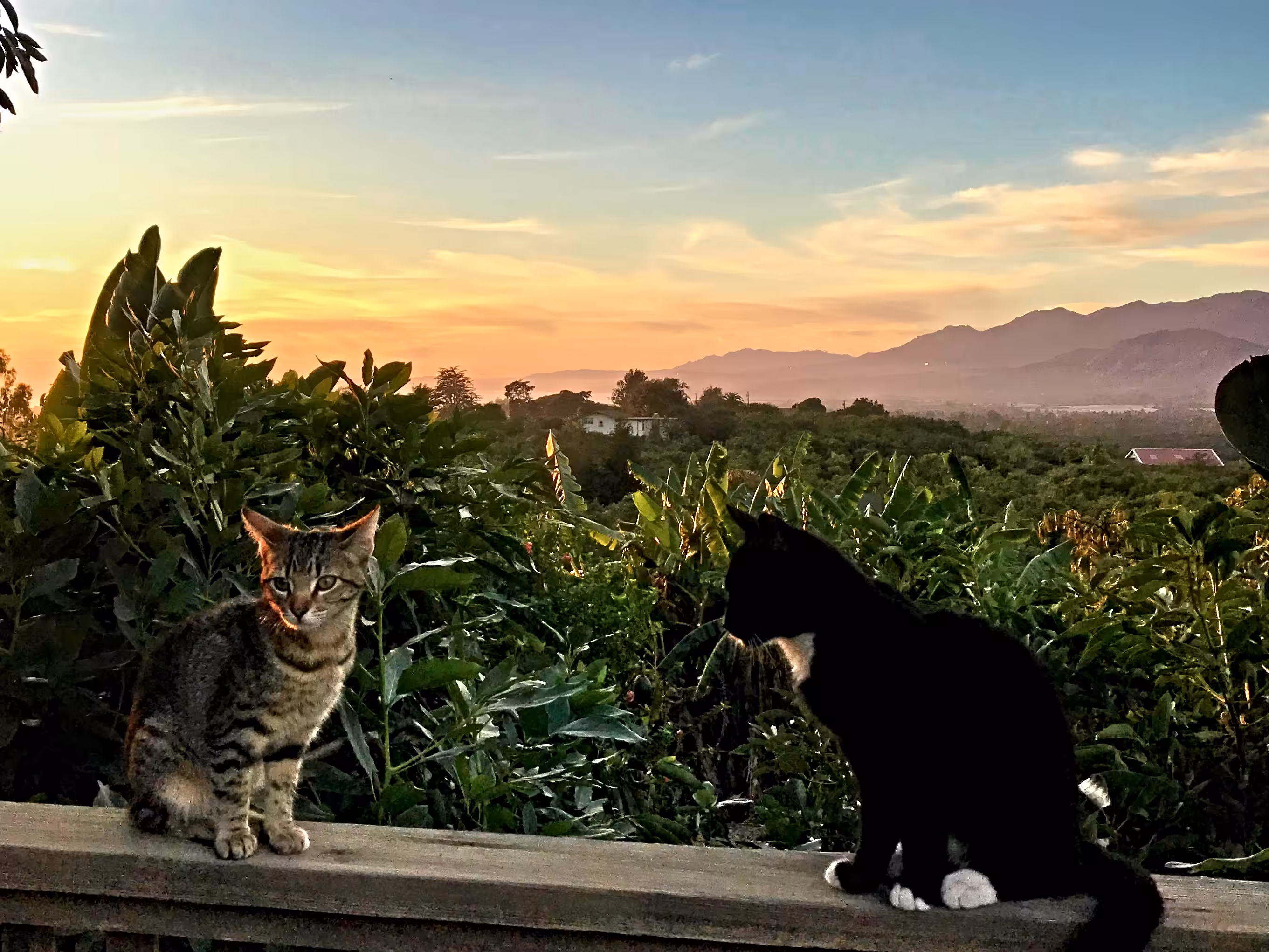 A cats life