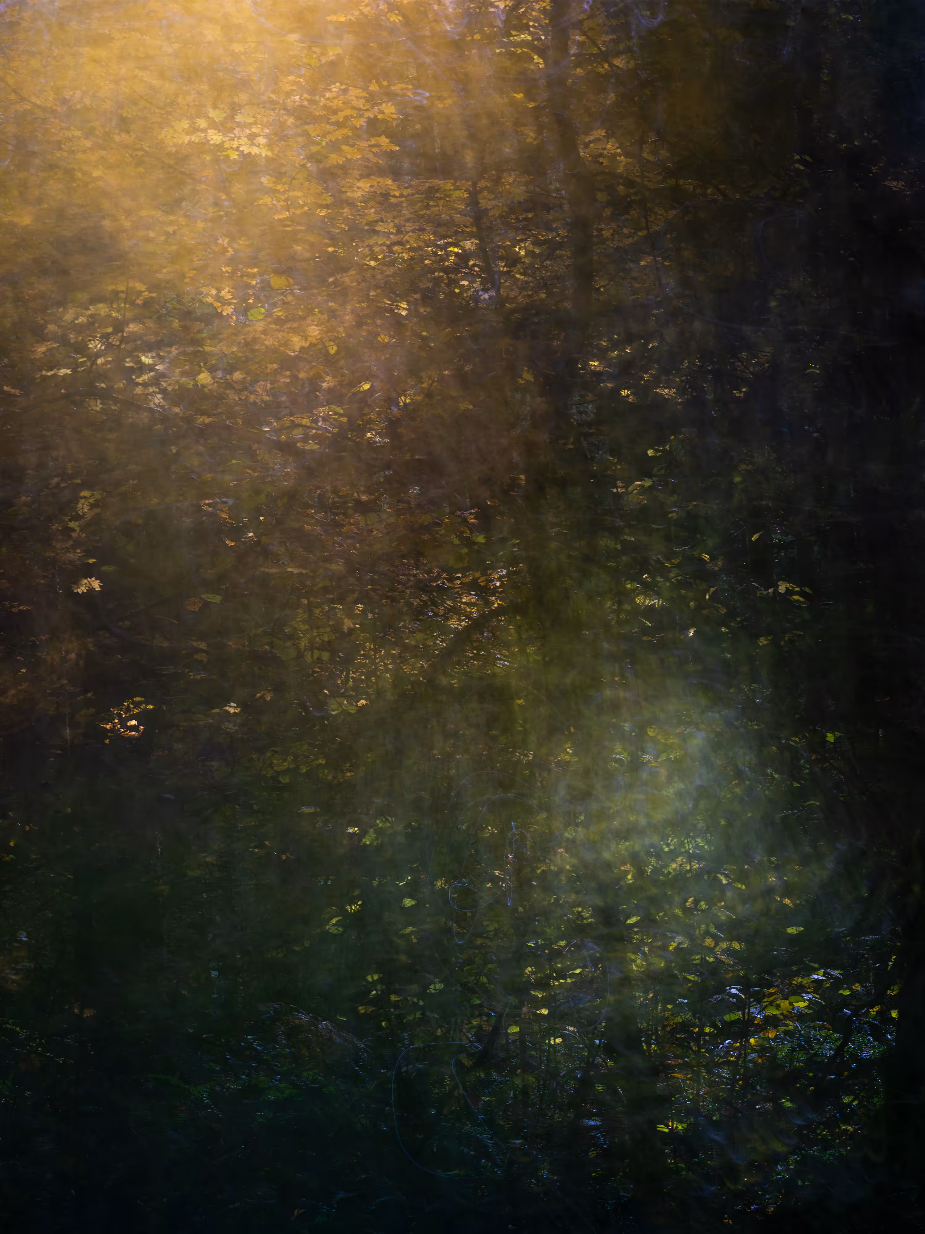 Will o' the Wisp