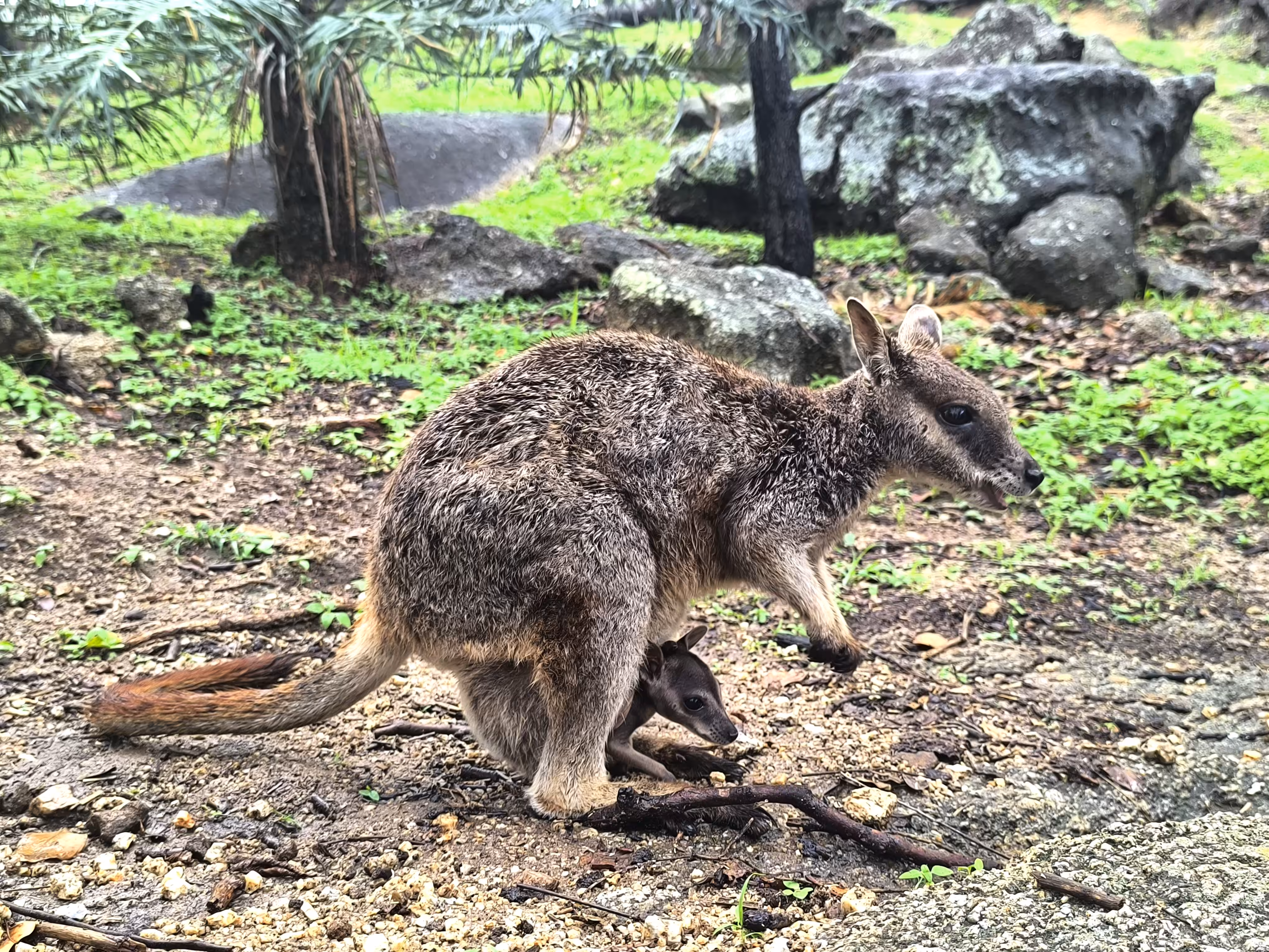Happy Rock Wallaby Mother and Baby
