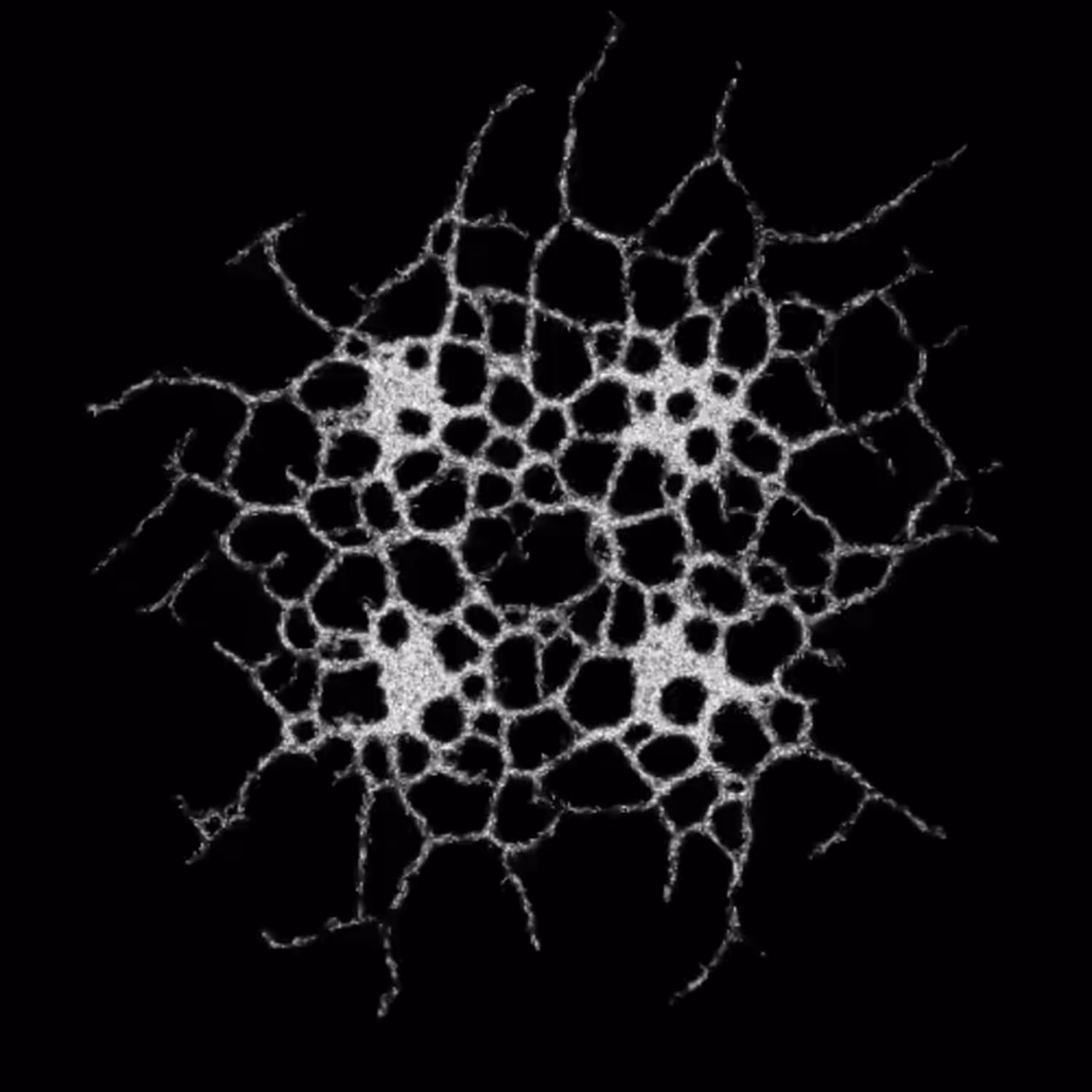 primordial soup 15 2