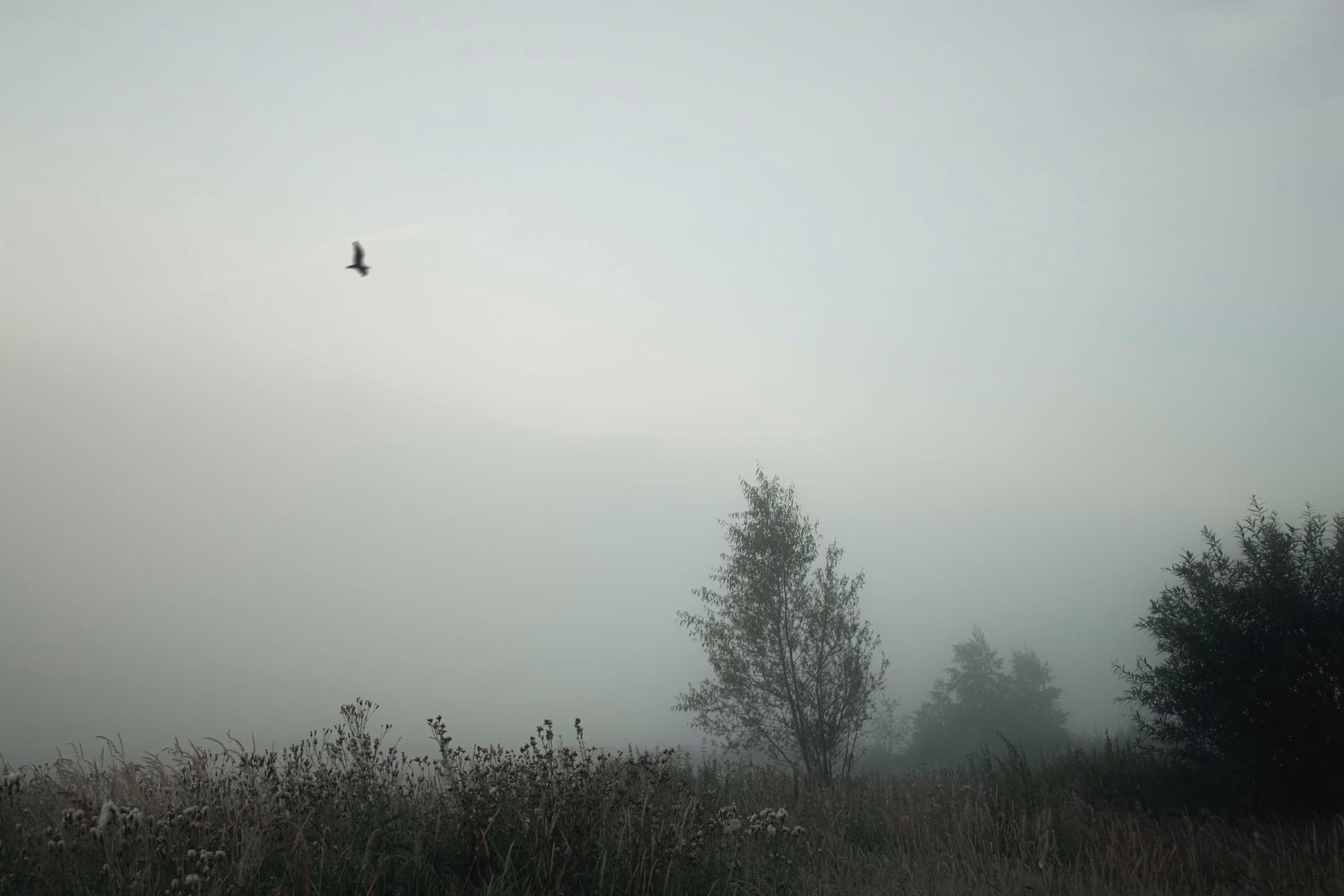 A fleeting vision