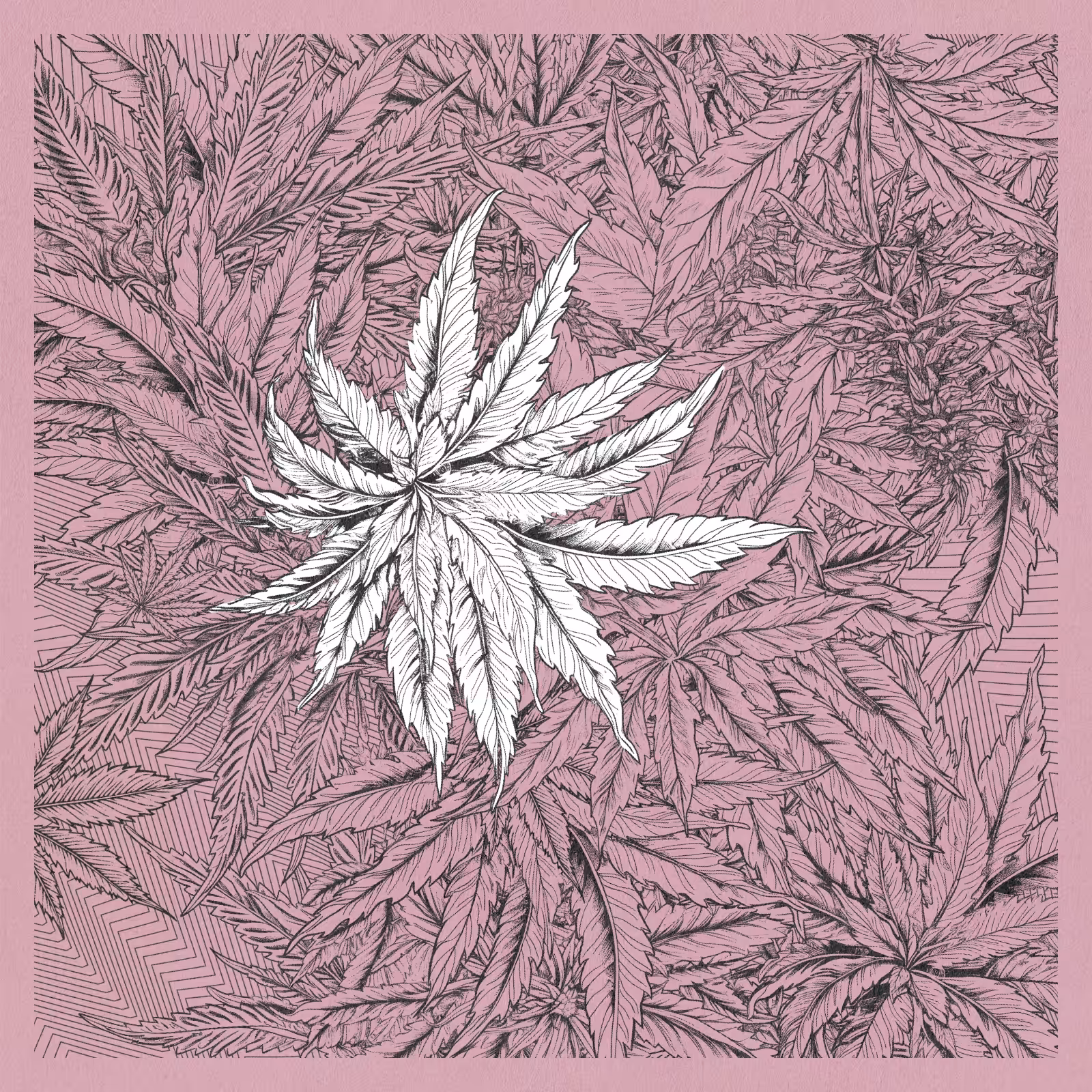 zancannabis #150