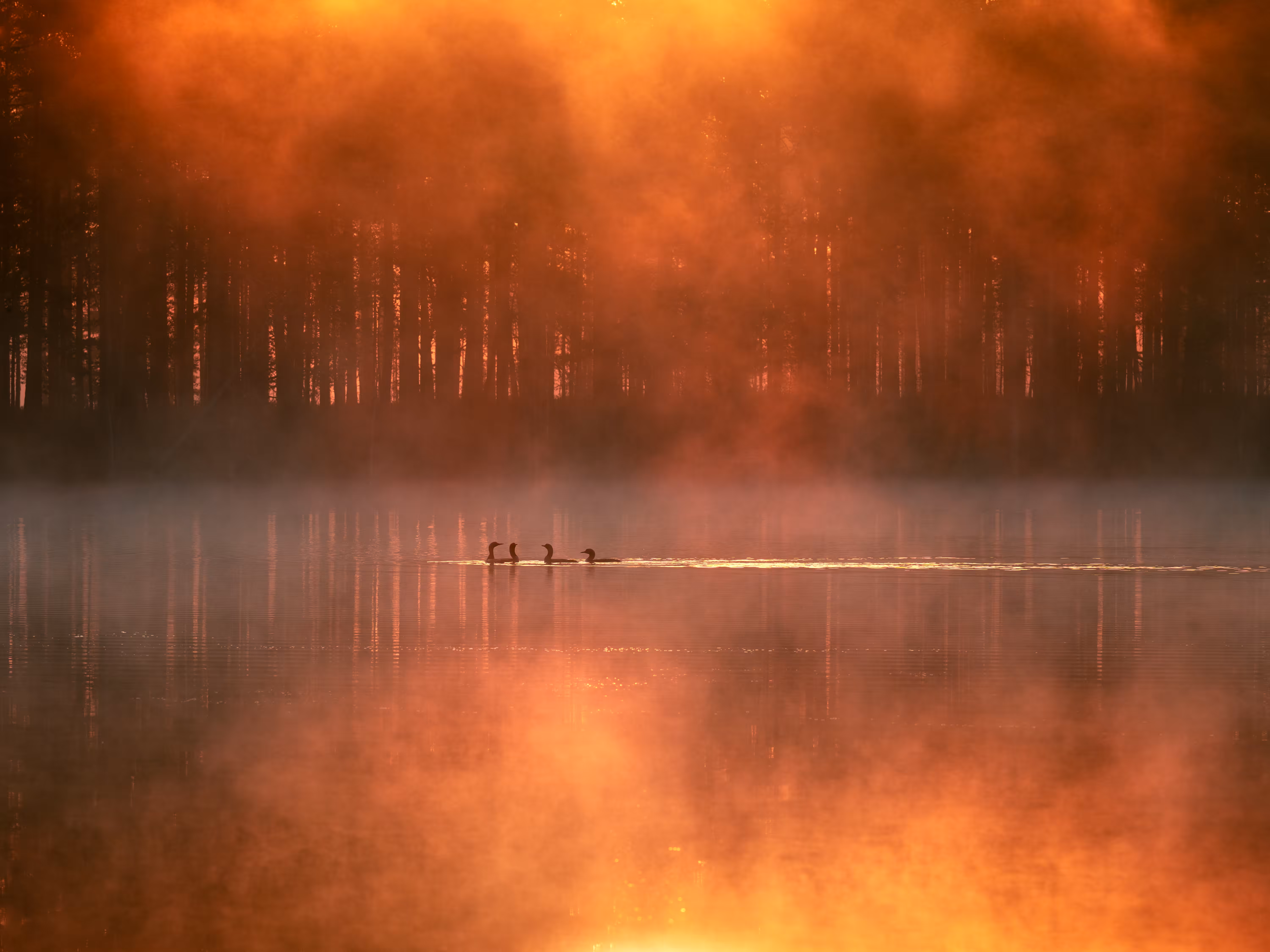 A Quiet Dance of A Morning