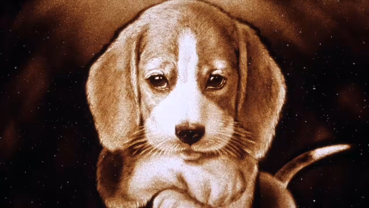 Lovely Beagle