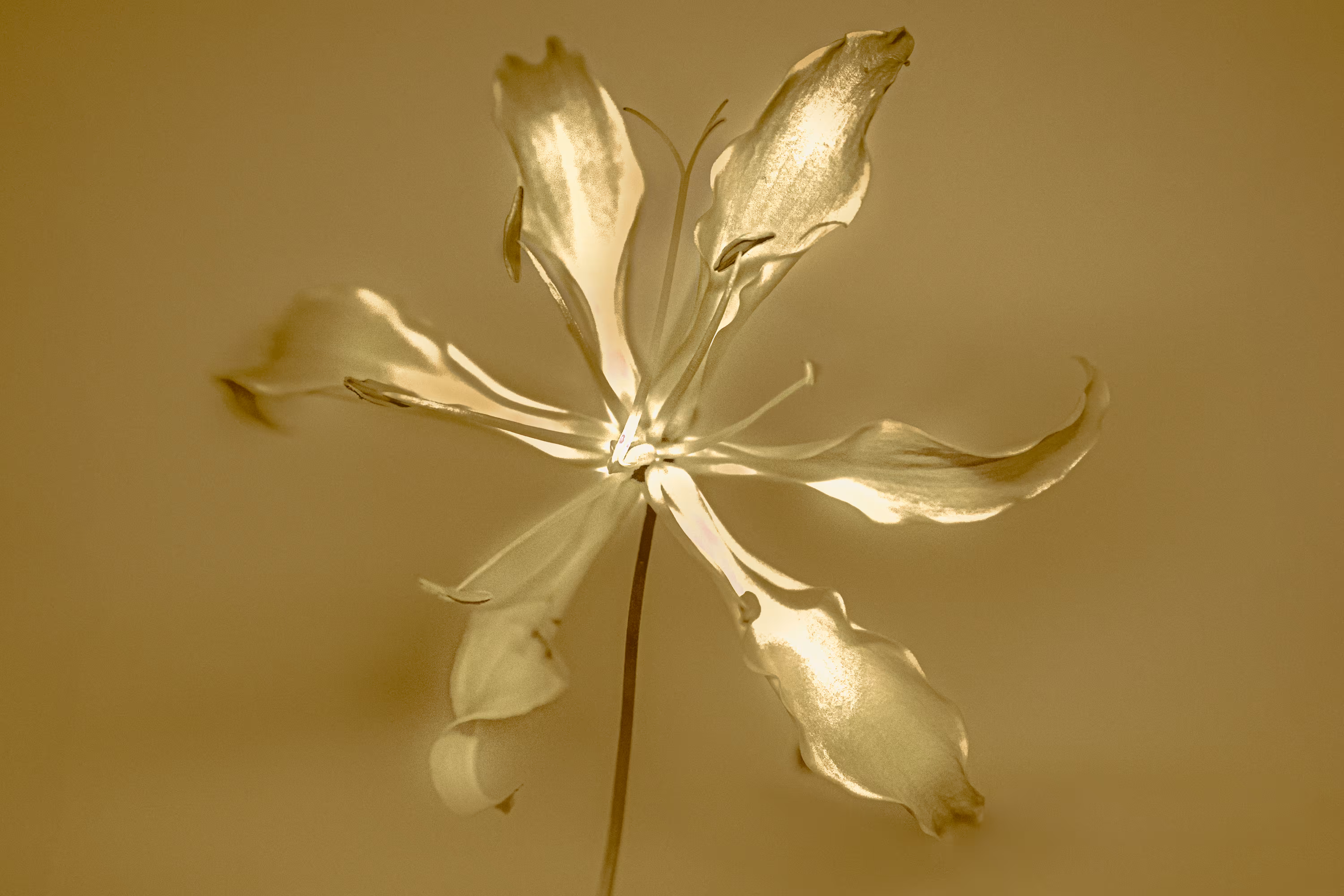 The Garden: STARLIGHT