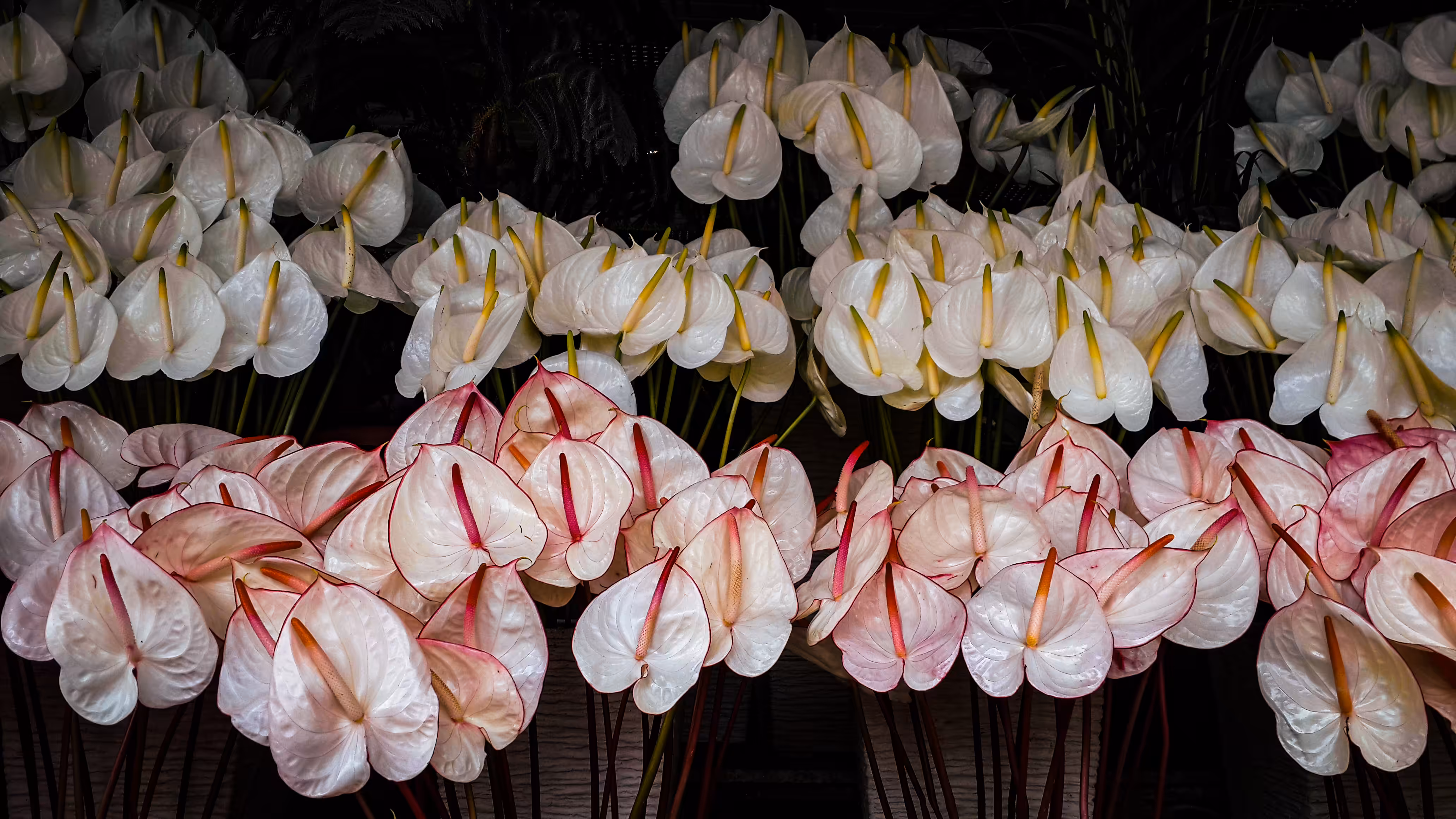 Symmetrical Anthurium Beauty