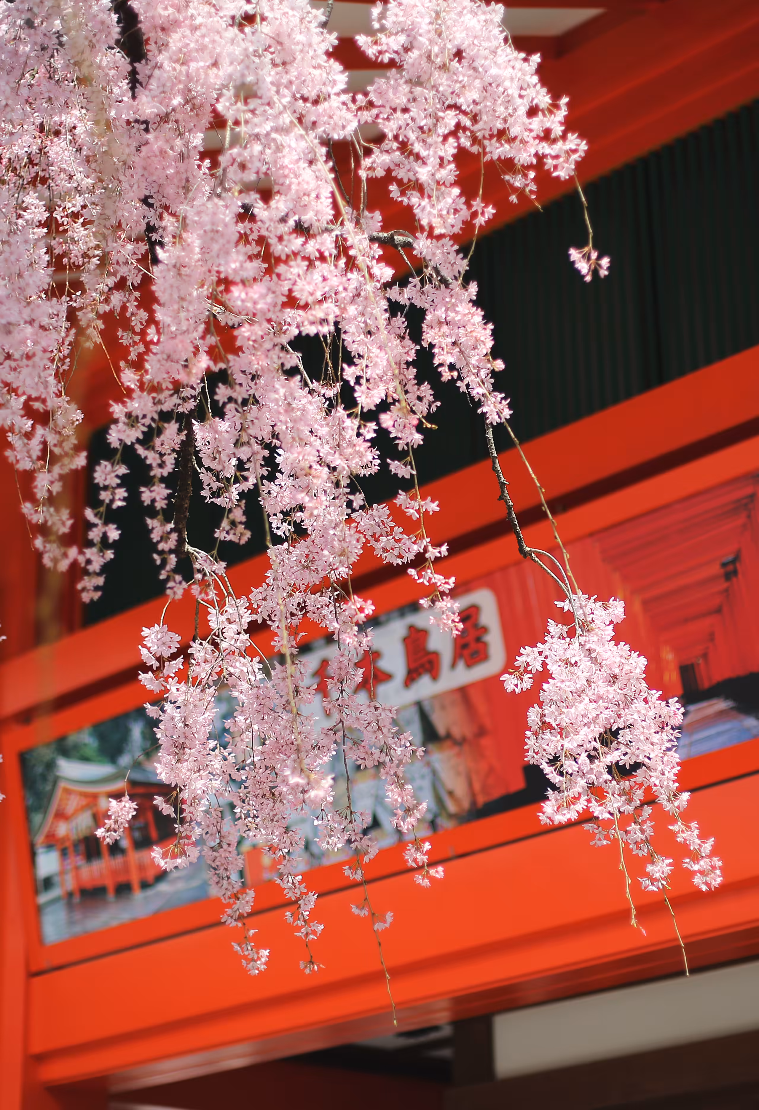 Pink and Red
