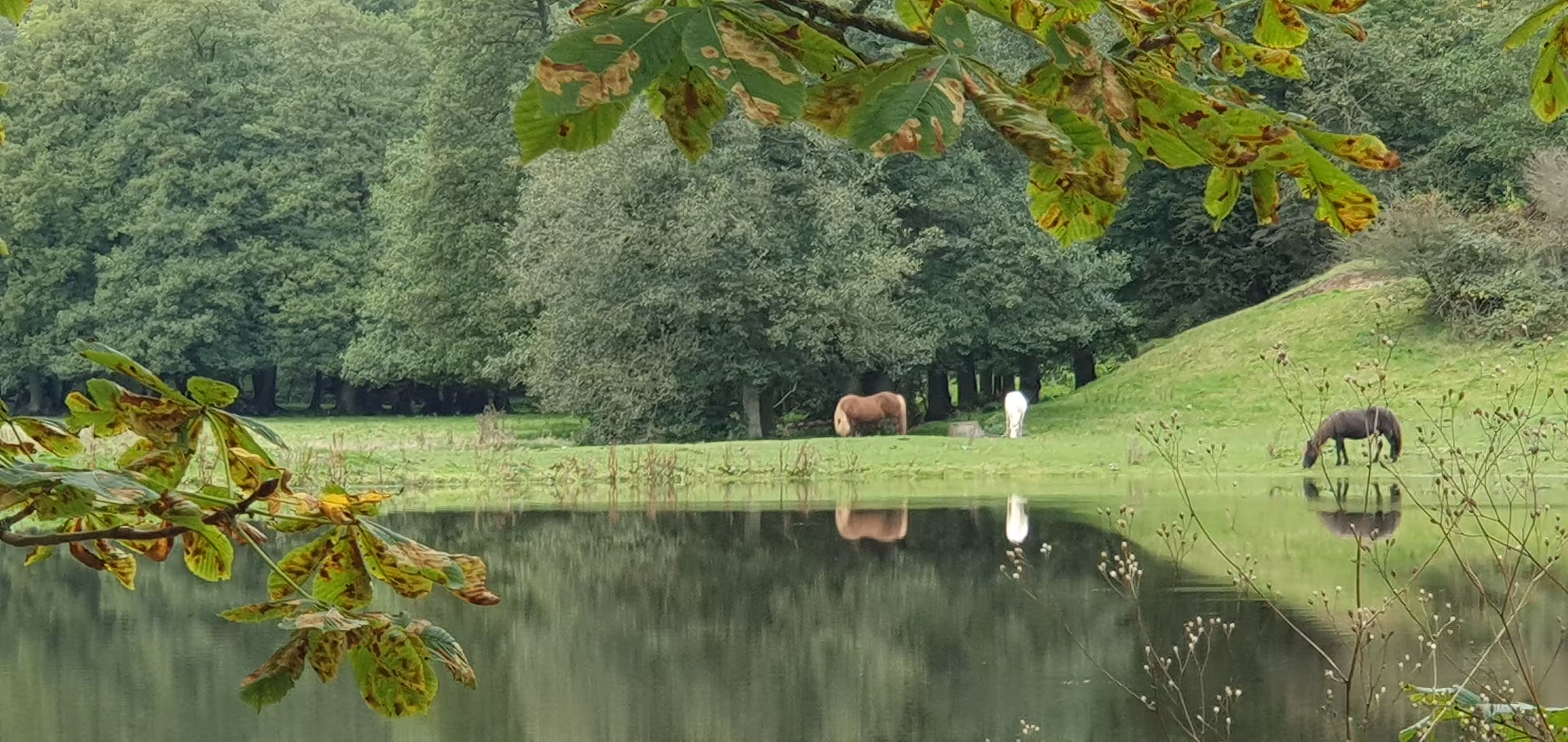 The begining of autumn life