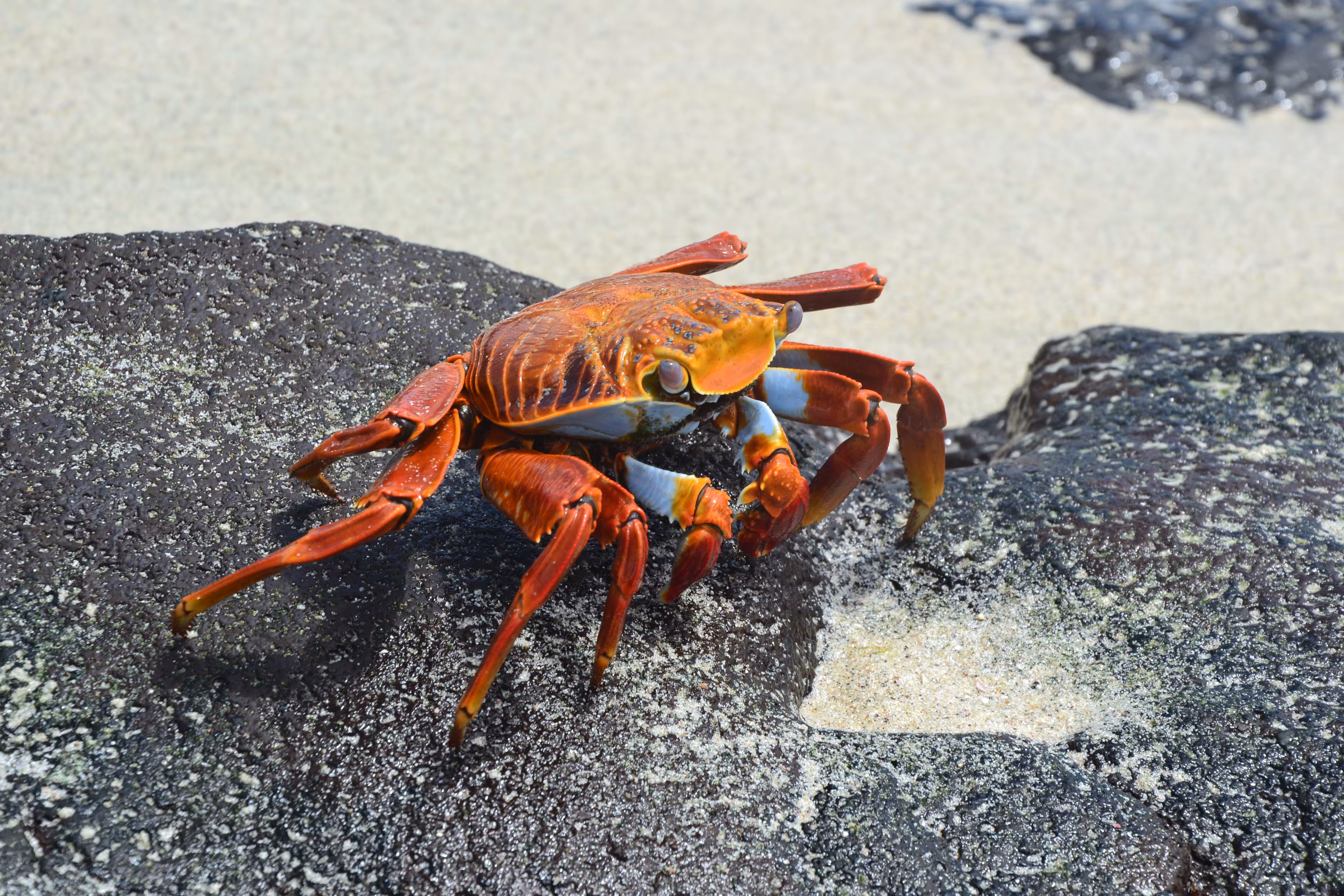 Grapsus grapsus - Crab it !