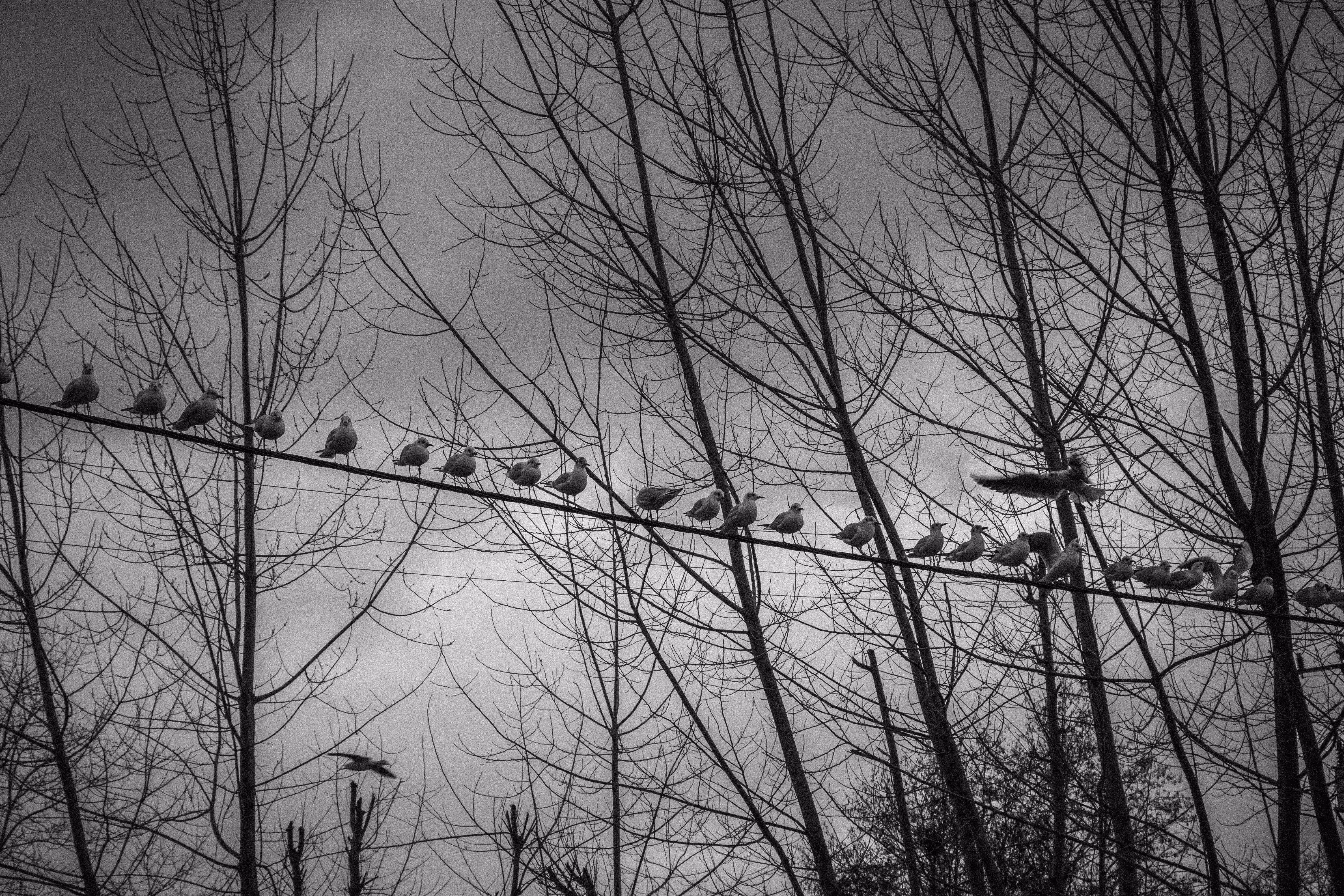 "Parade"