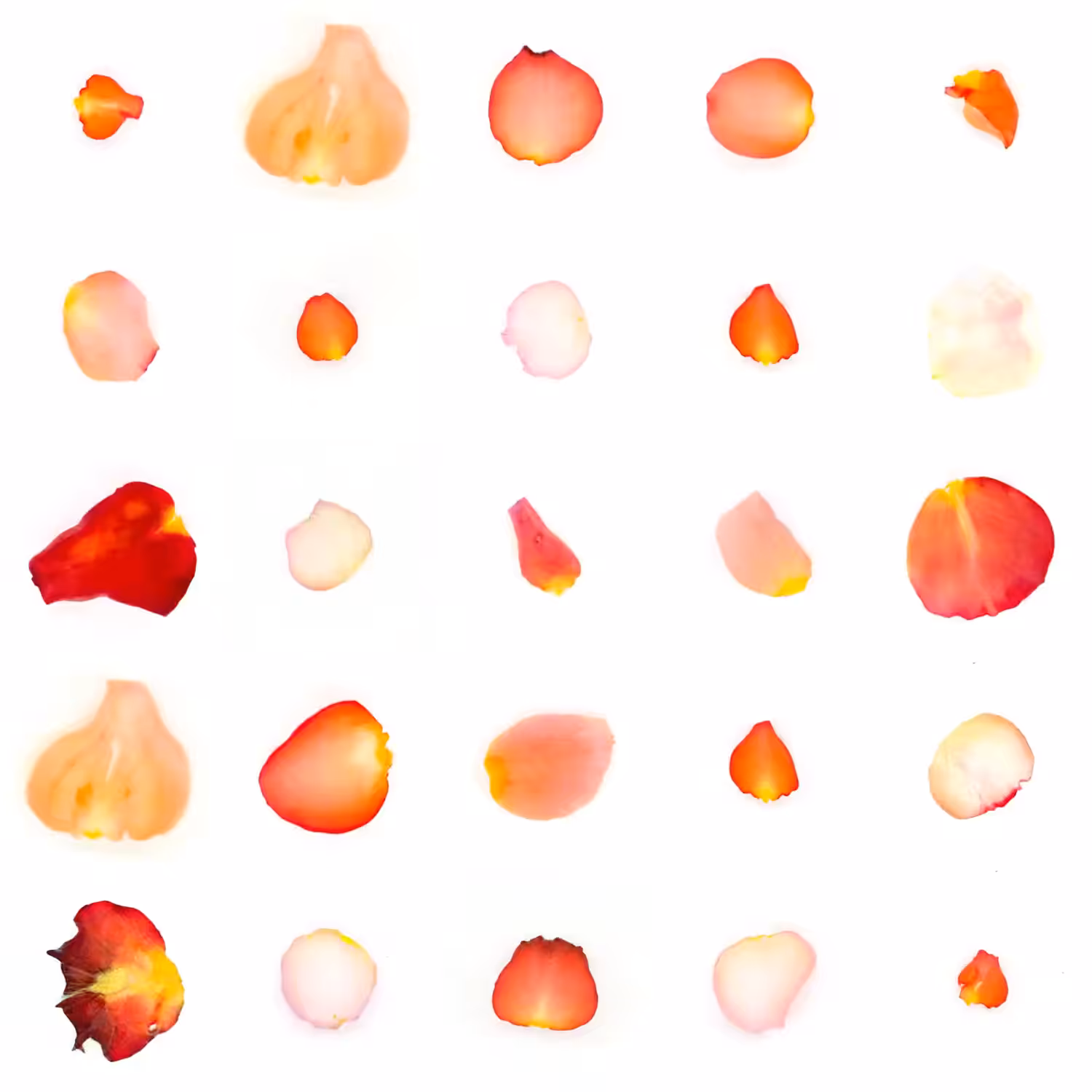 Infinite Petals 5x5#2078