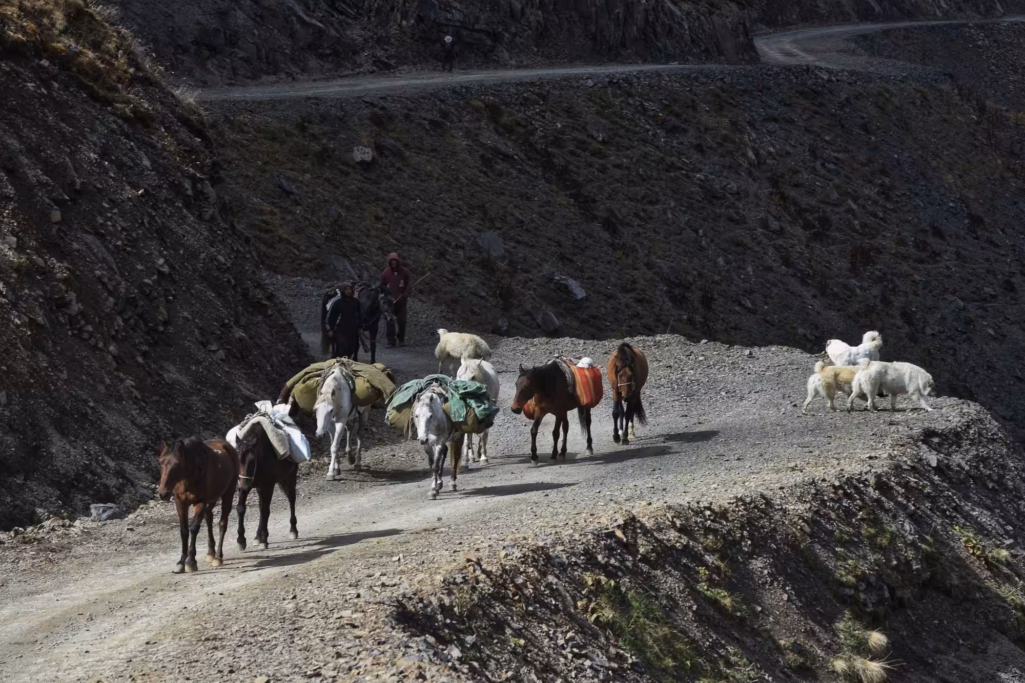 Packhorses on Abano Pass