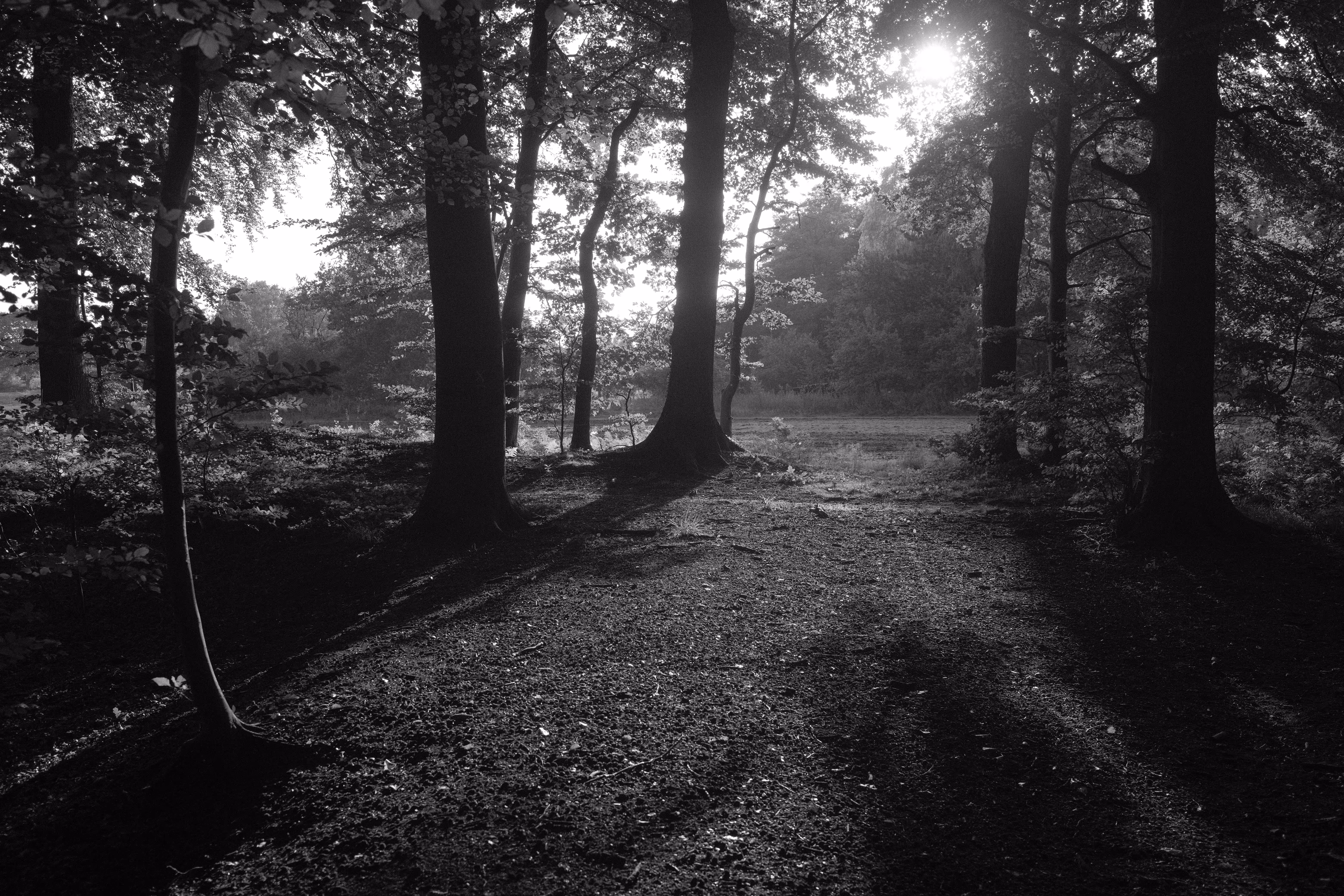 into the woods