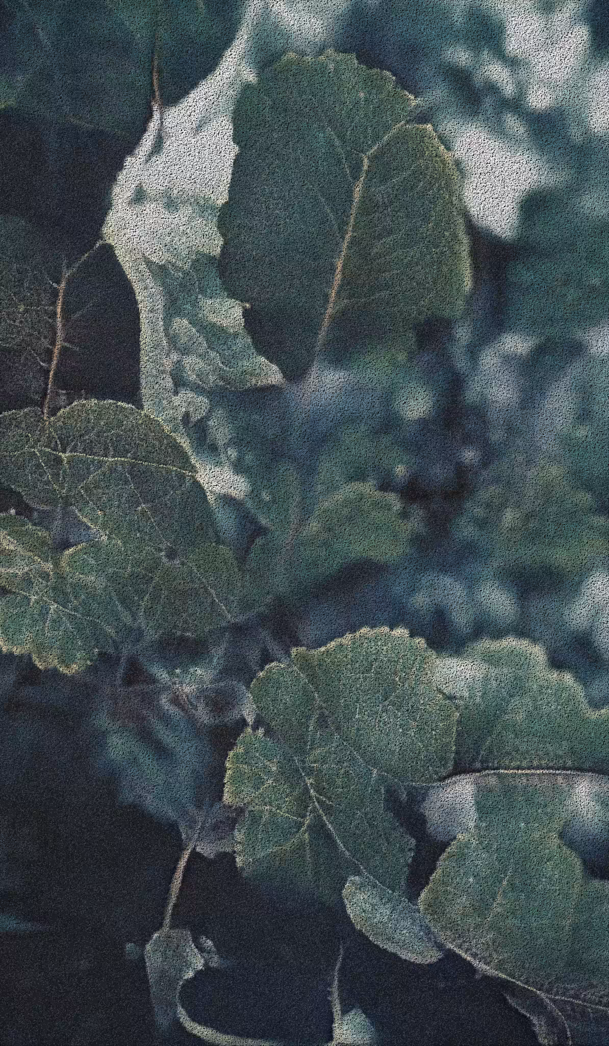 APPARATUS-VITIS: Apparatus Vitis #13