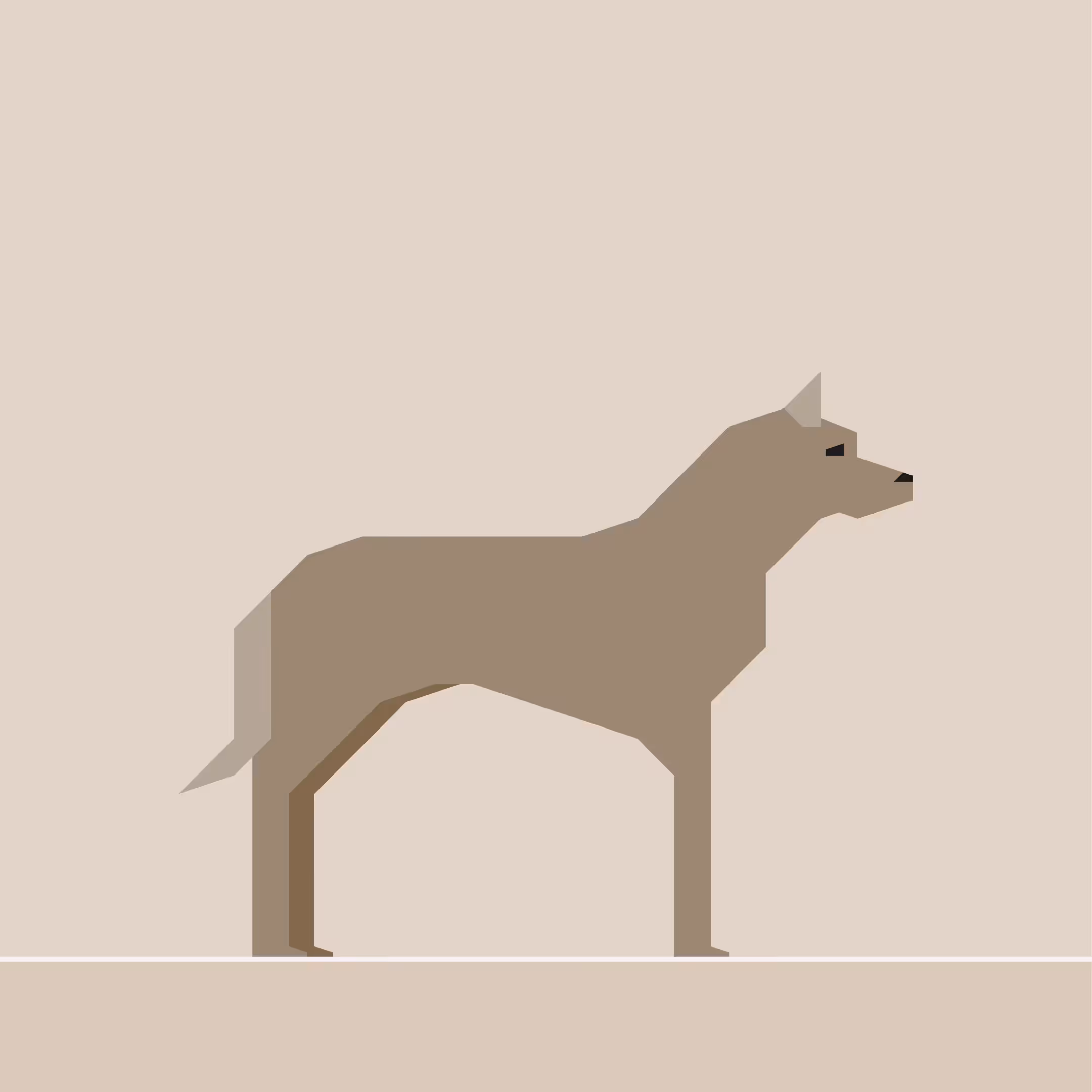 Dutch Shepherd