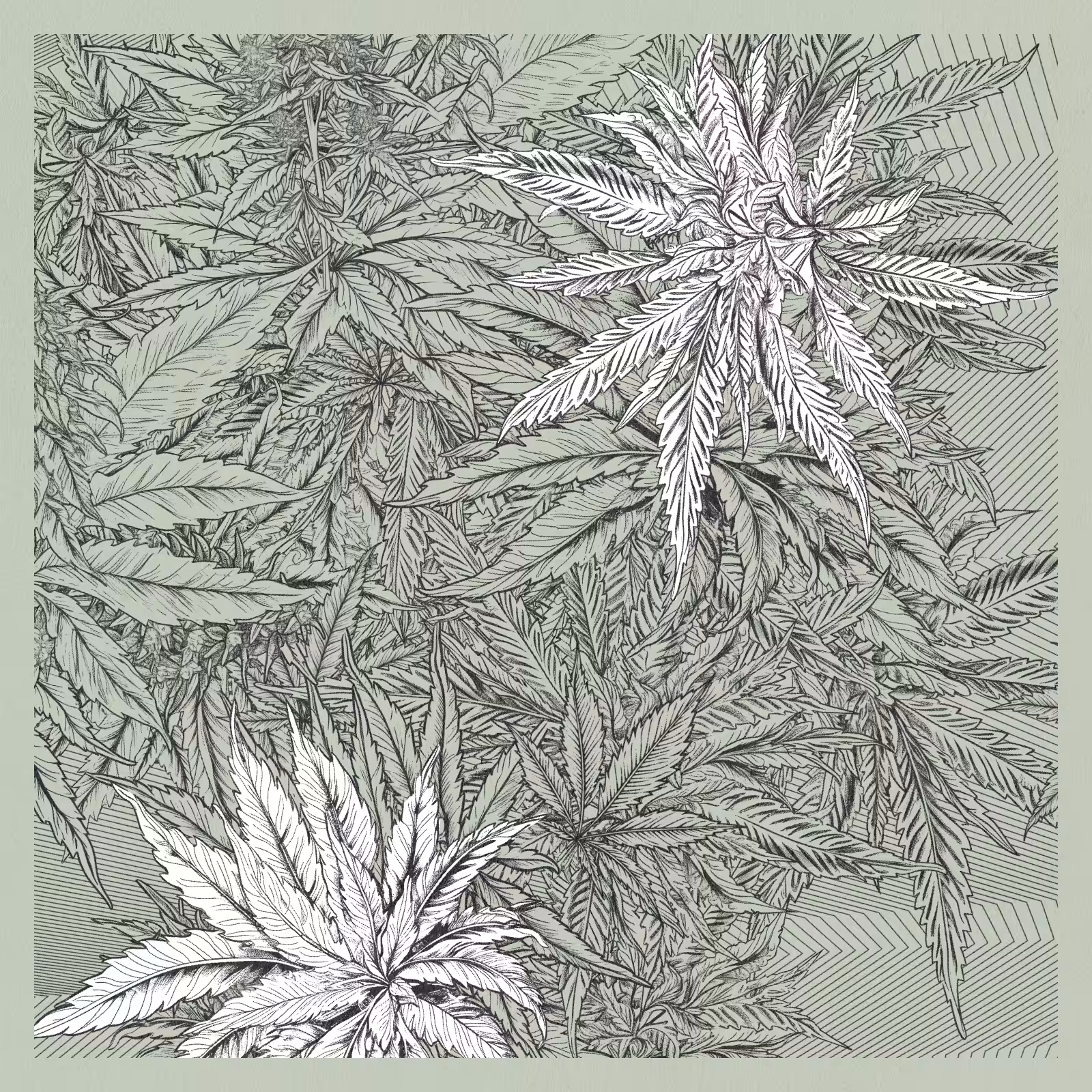 zancannabis #3