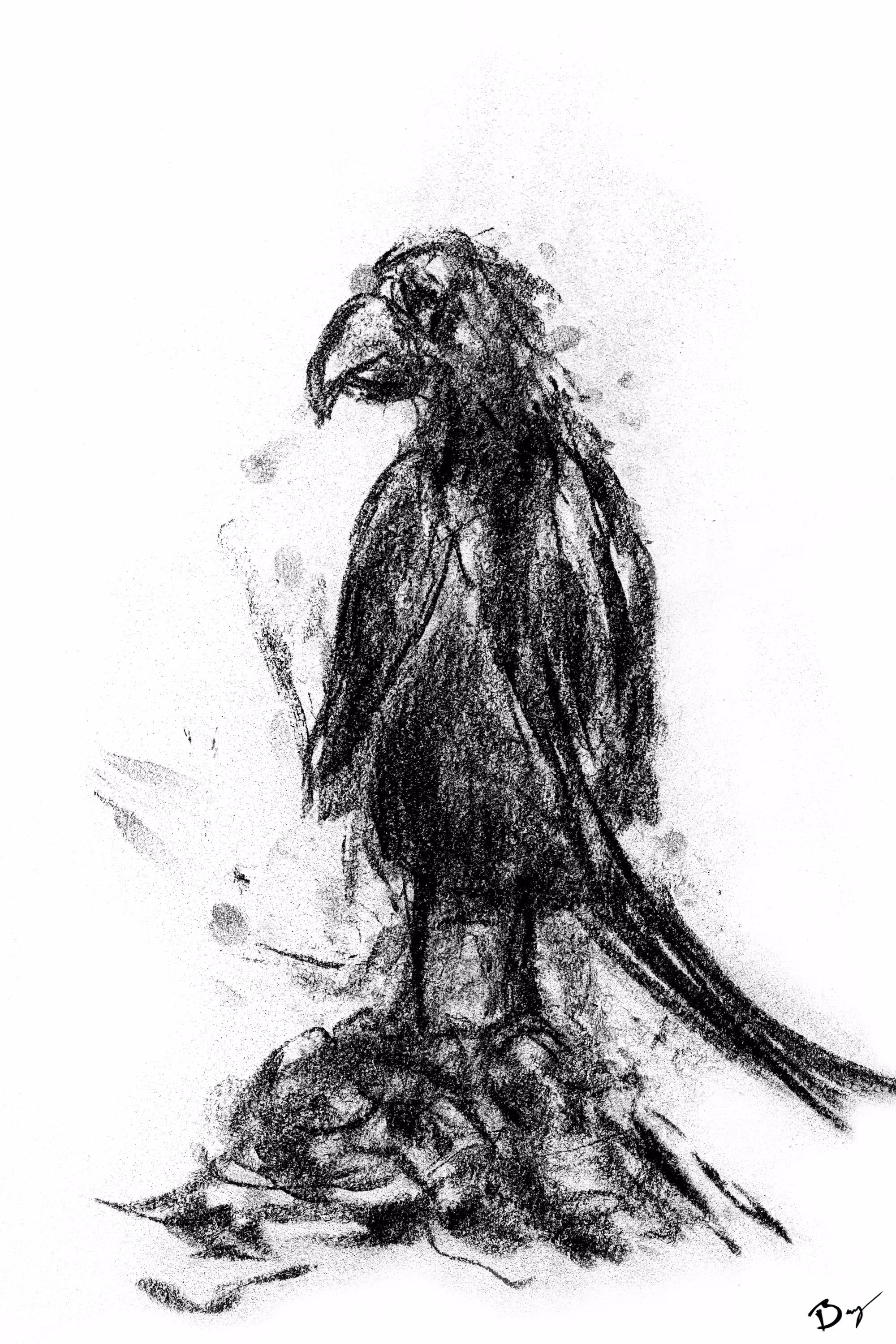 Parakeet 