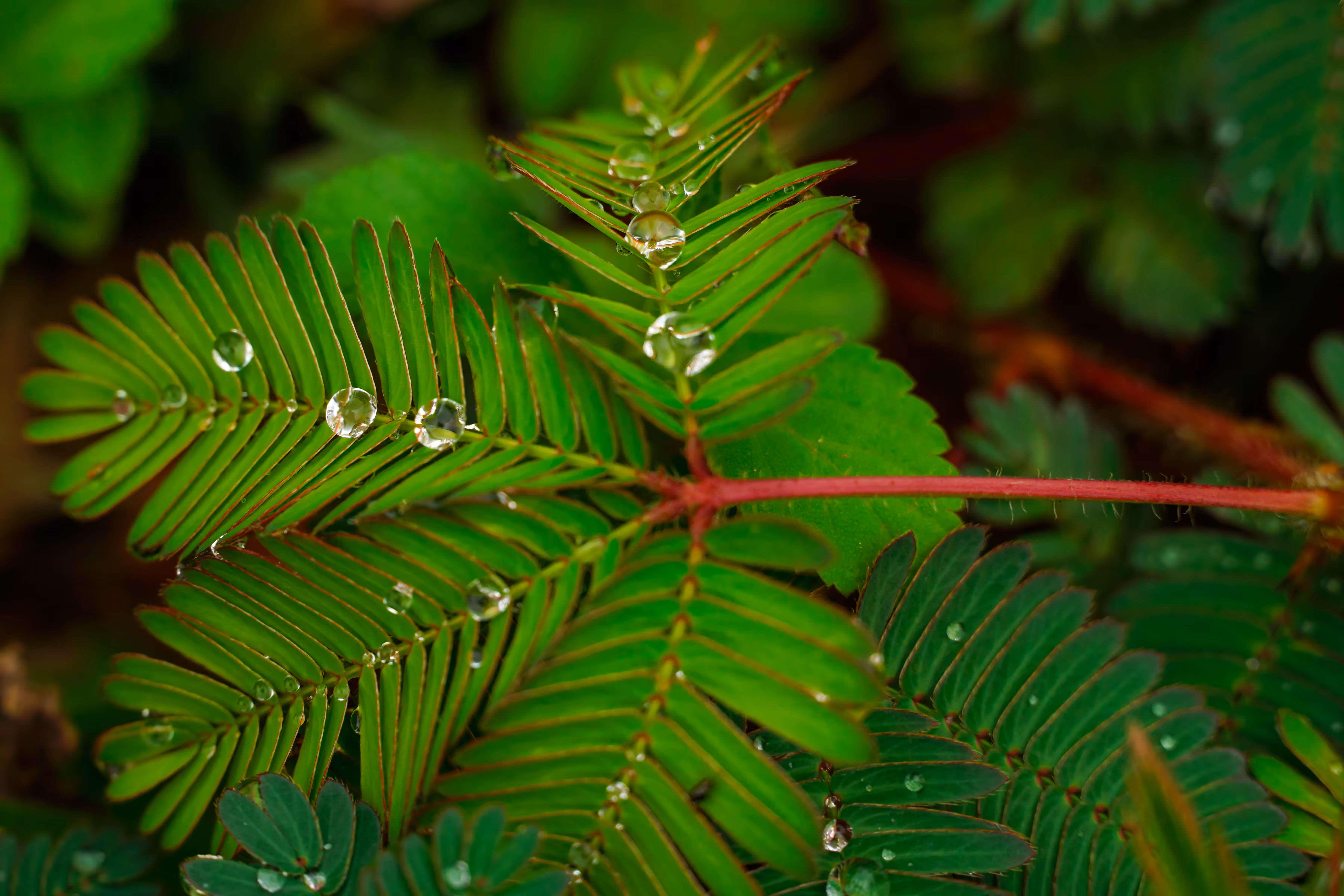 Drops in the rainforest #3