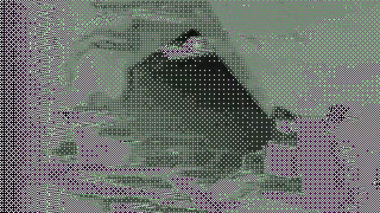 Rodeo posts: S̸͉w̴̗a̶̩̳̼̪m̵̮̫̼͟p̷̐̎͘y̸͑́