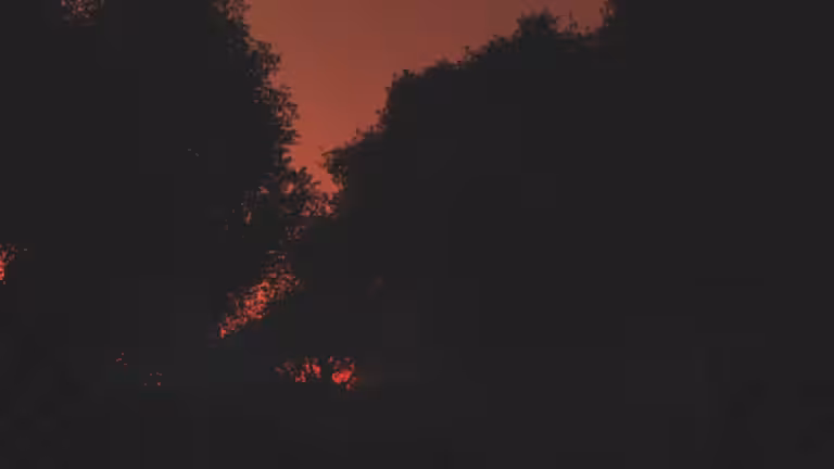 Sunrise over Birch Tree Woodland