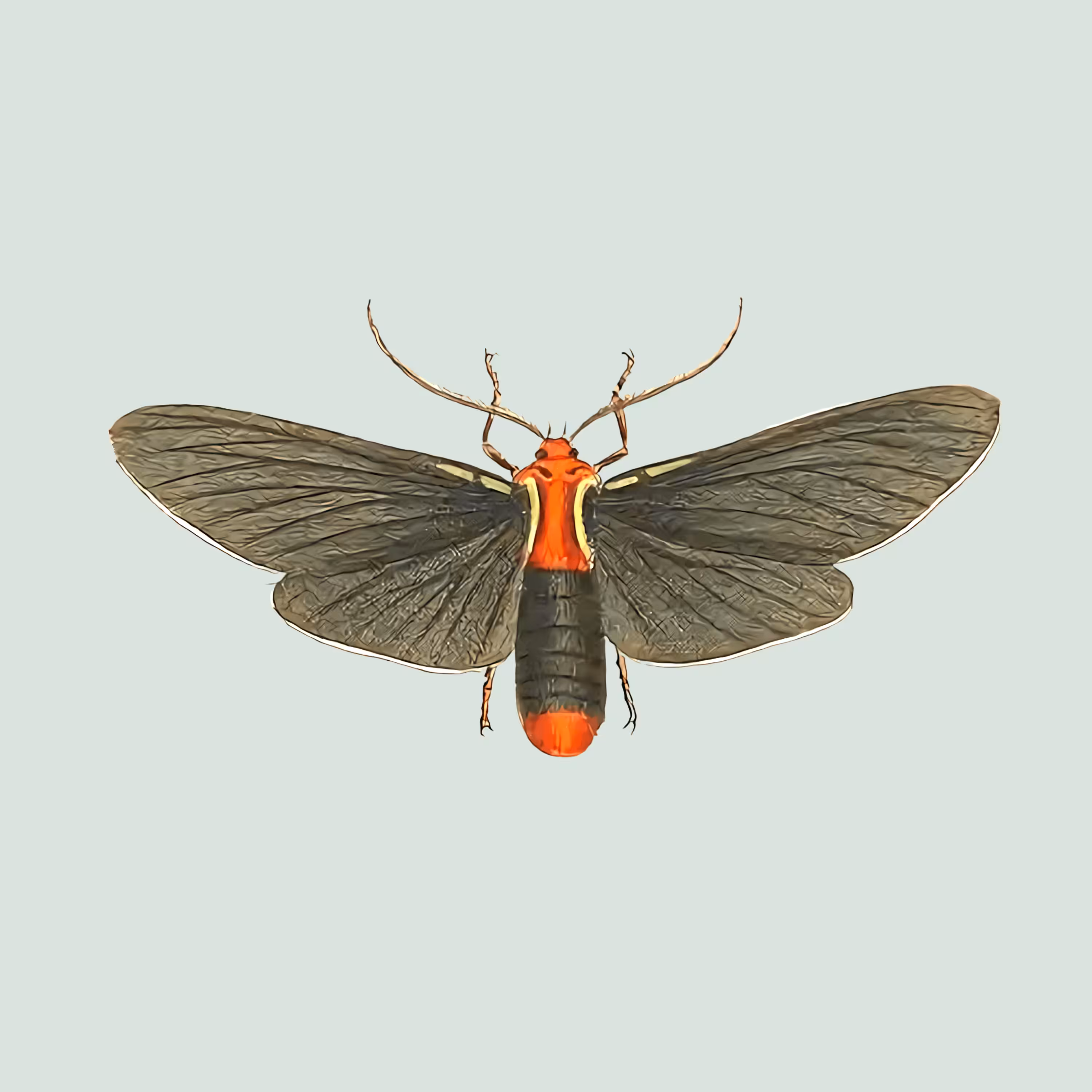 #014 G. Bombycina 