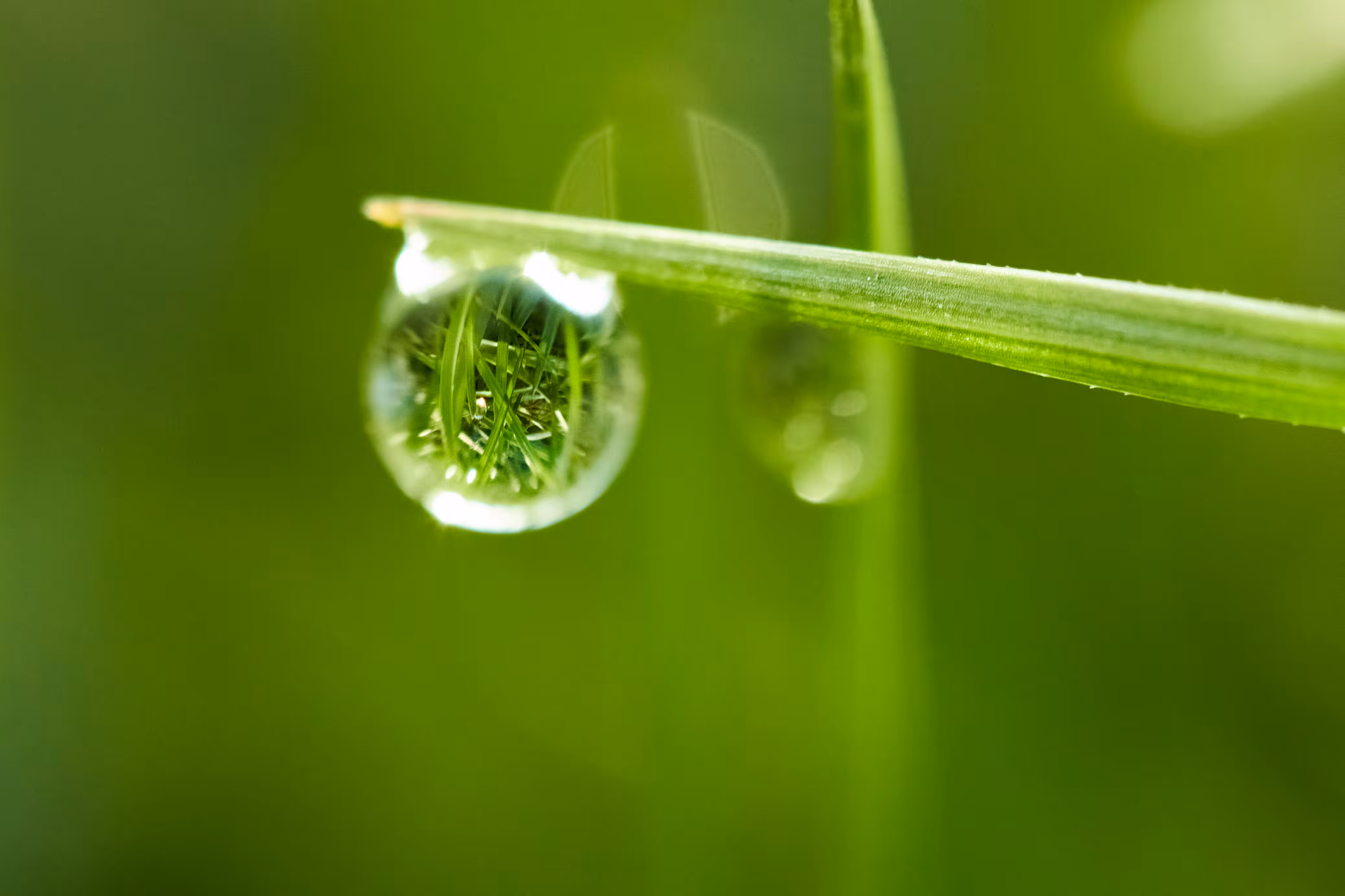 the looking drop