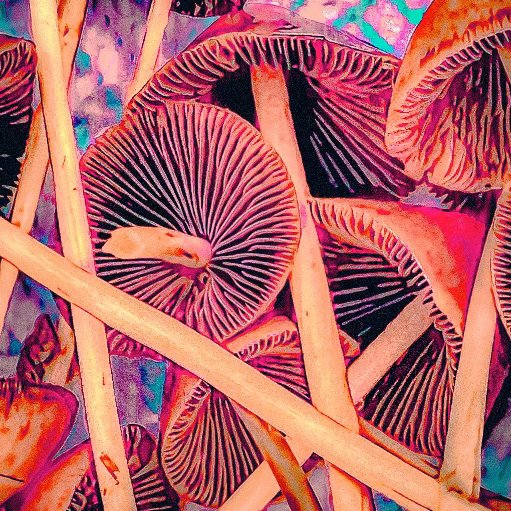 [ // “PSILOCYBE_SEMILANCEATA_” // ] - 0000