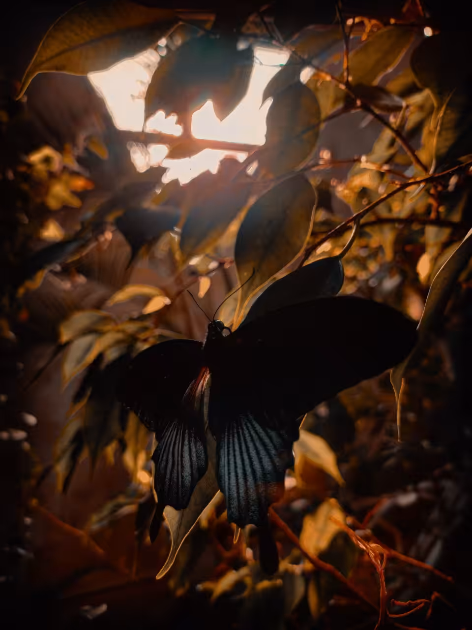 Butterfly Blues