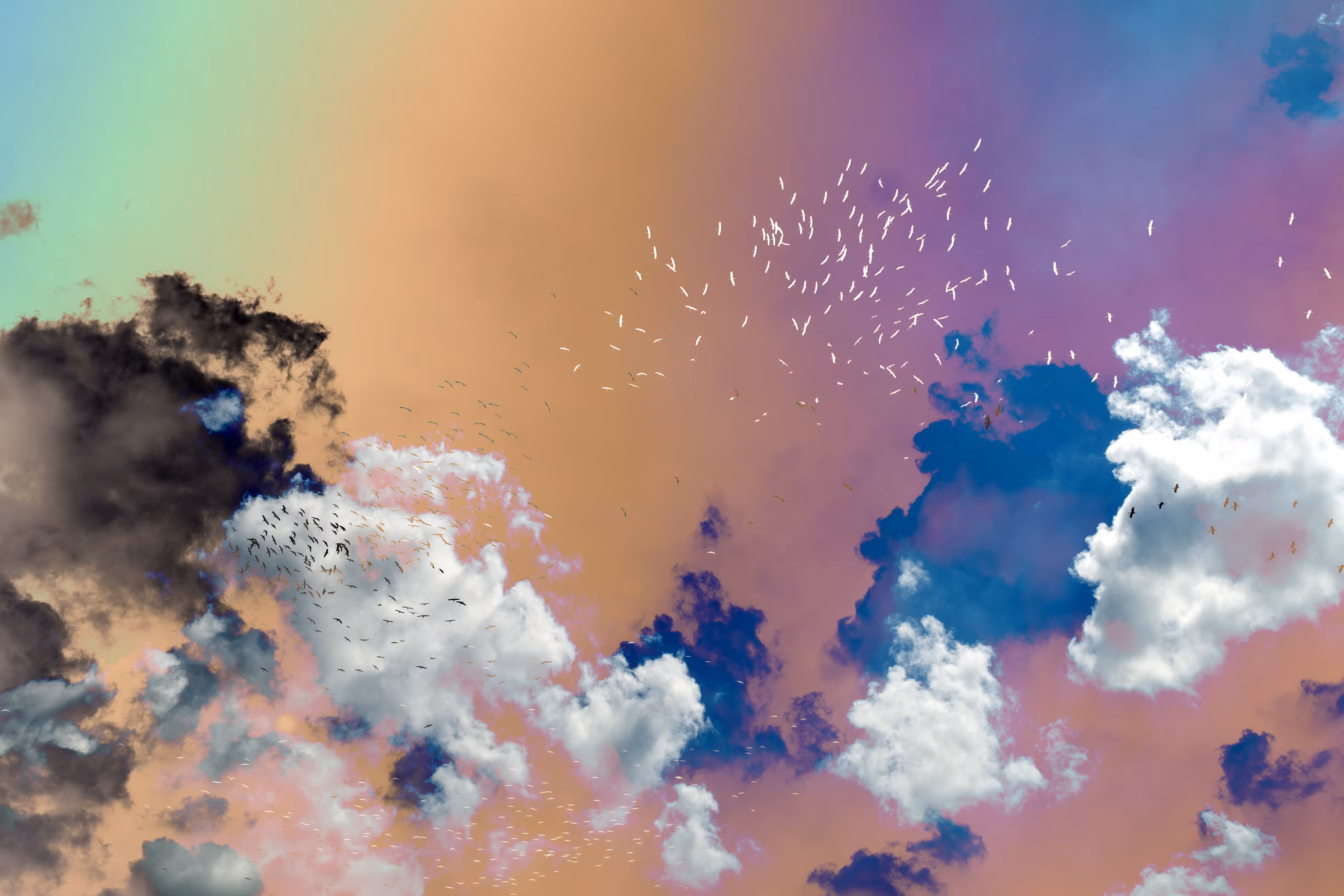  Stork migration