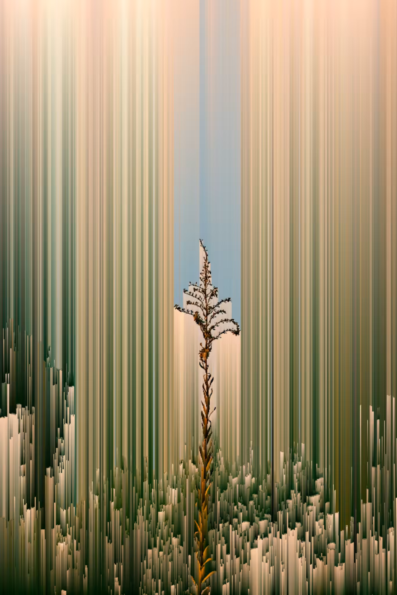 rise